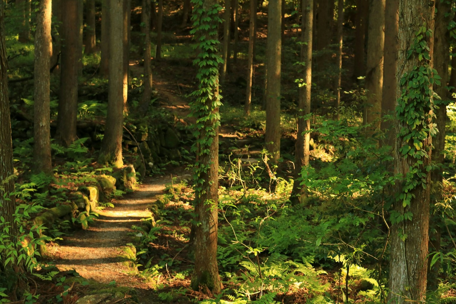 Pathway through a lush green forest with tall trees