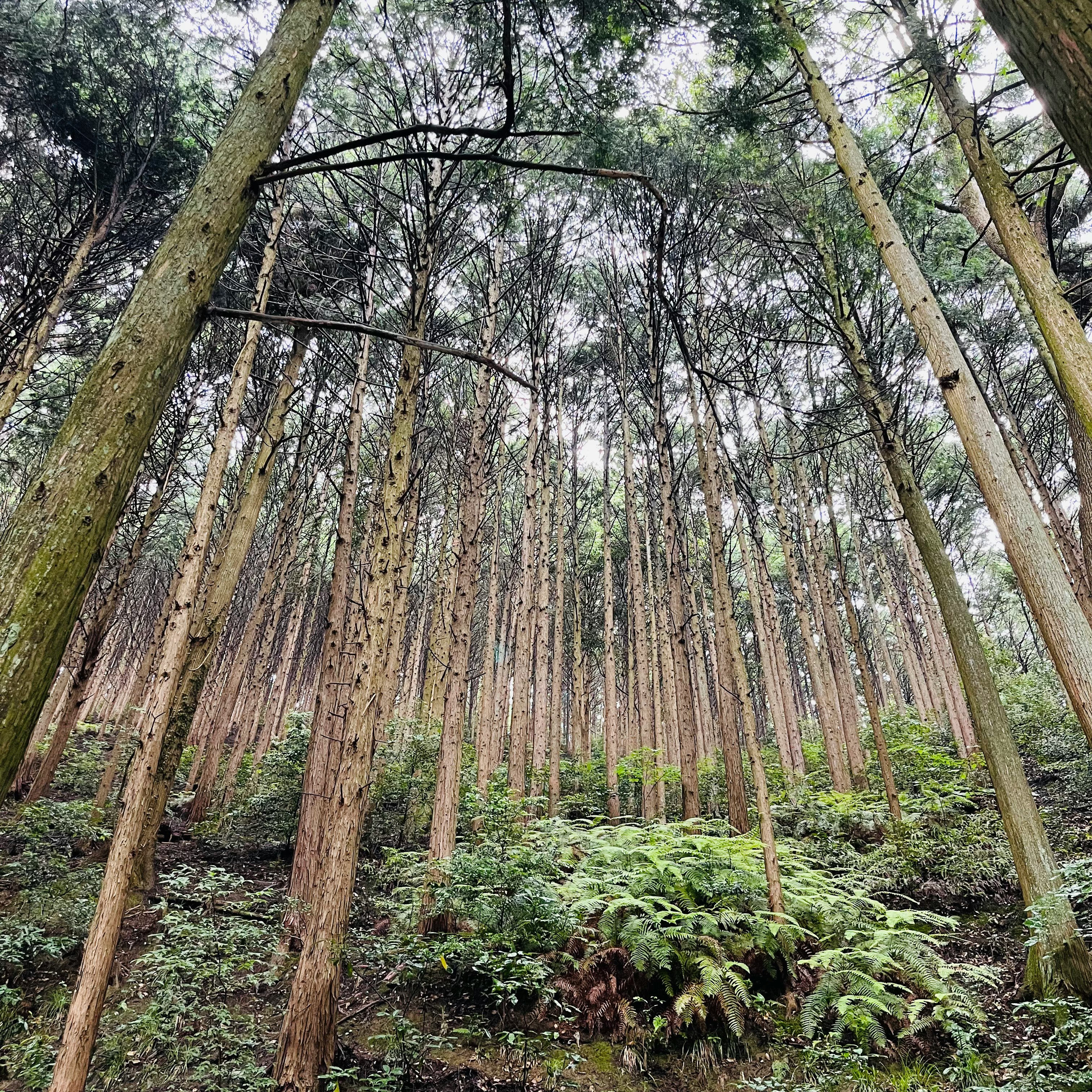 sol forestier avec sous-bois moussu et grands arbres