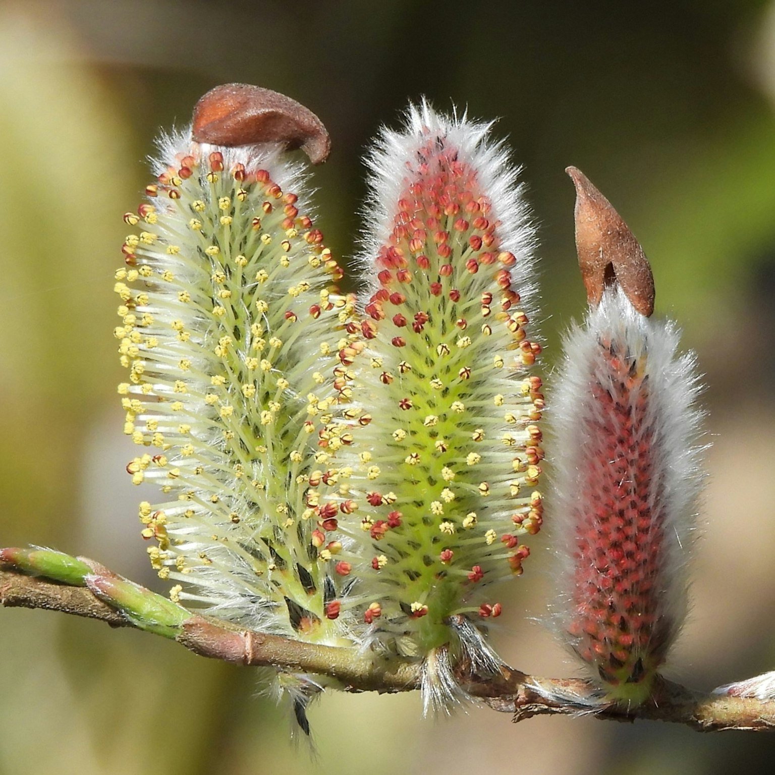 Plant catkins with green and red hairs attached to a branch