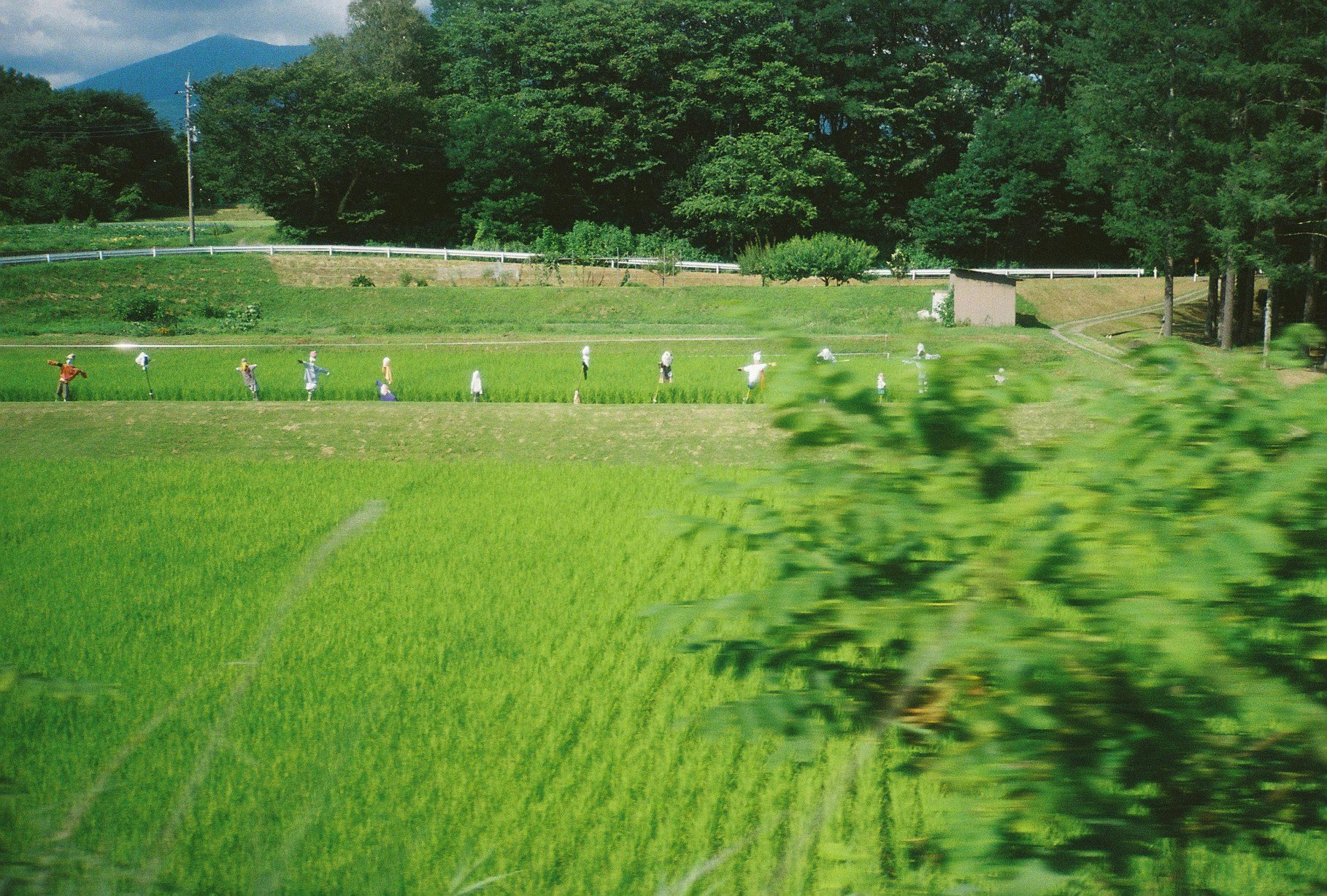 緑の芝生と木々のある公園の散歩道