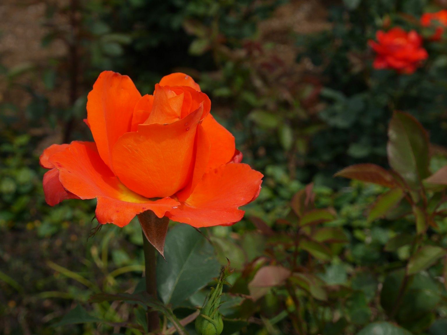 Rose orange vif entourée de feuilles vertes