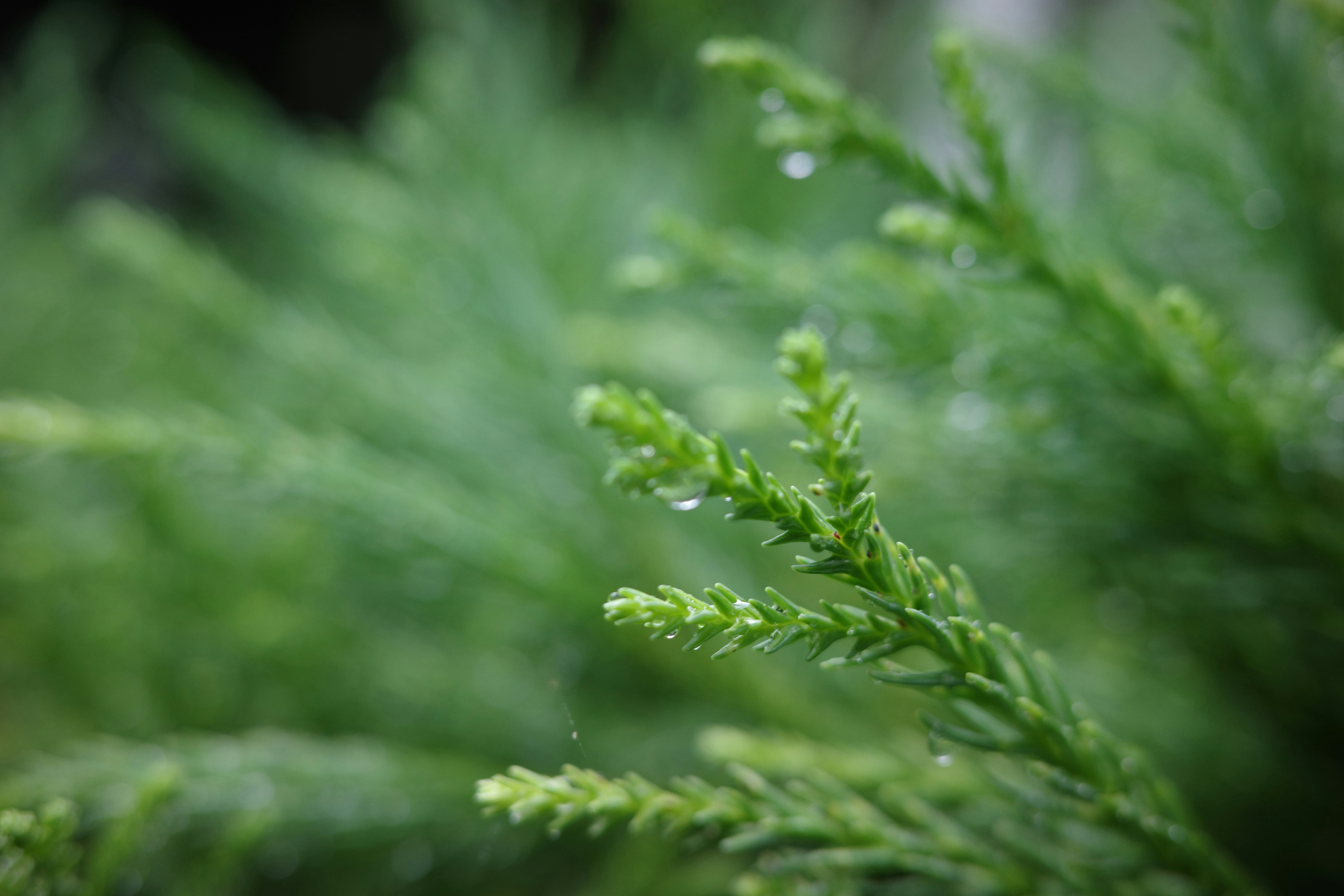 raindrops on fresh green sprigs after the rain