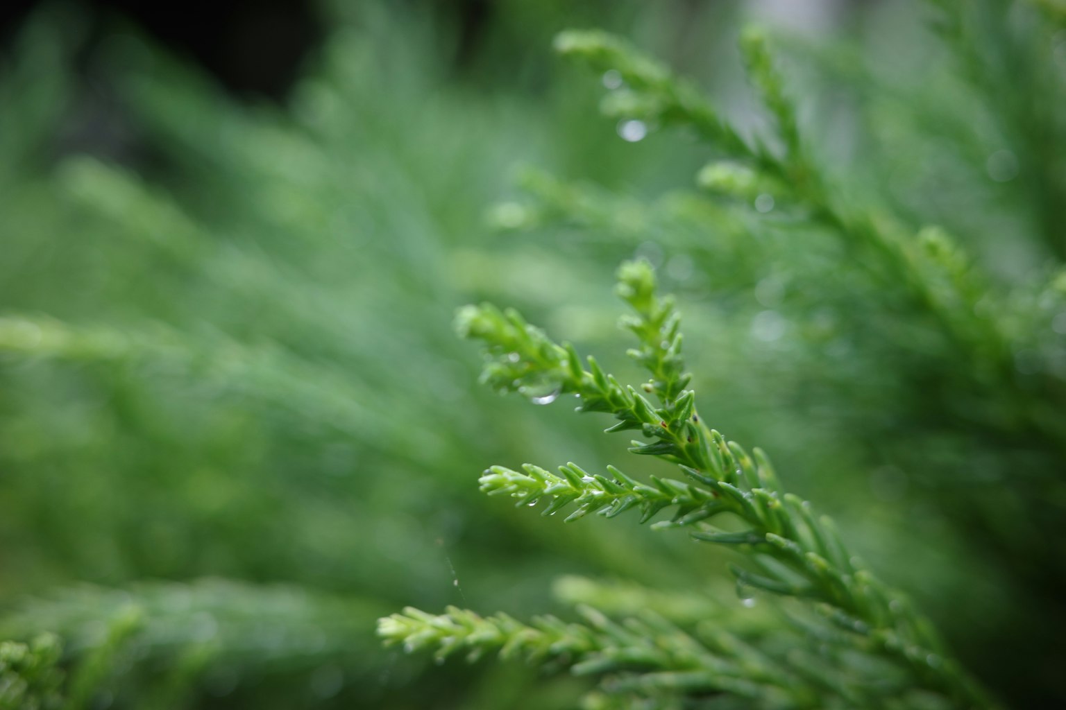 Gros plan sur des feuilles vertes avec des gouttes d'eau mettant en valeur la beauté naturelle