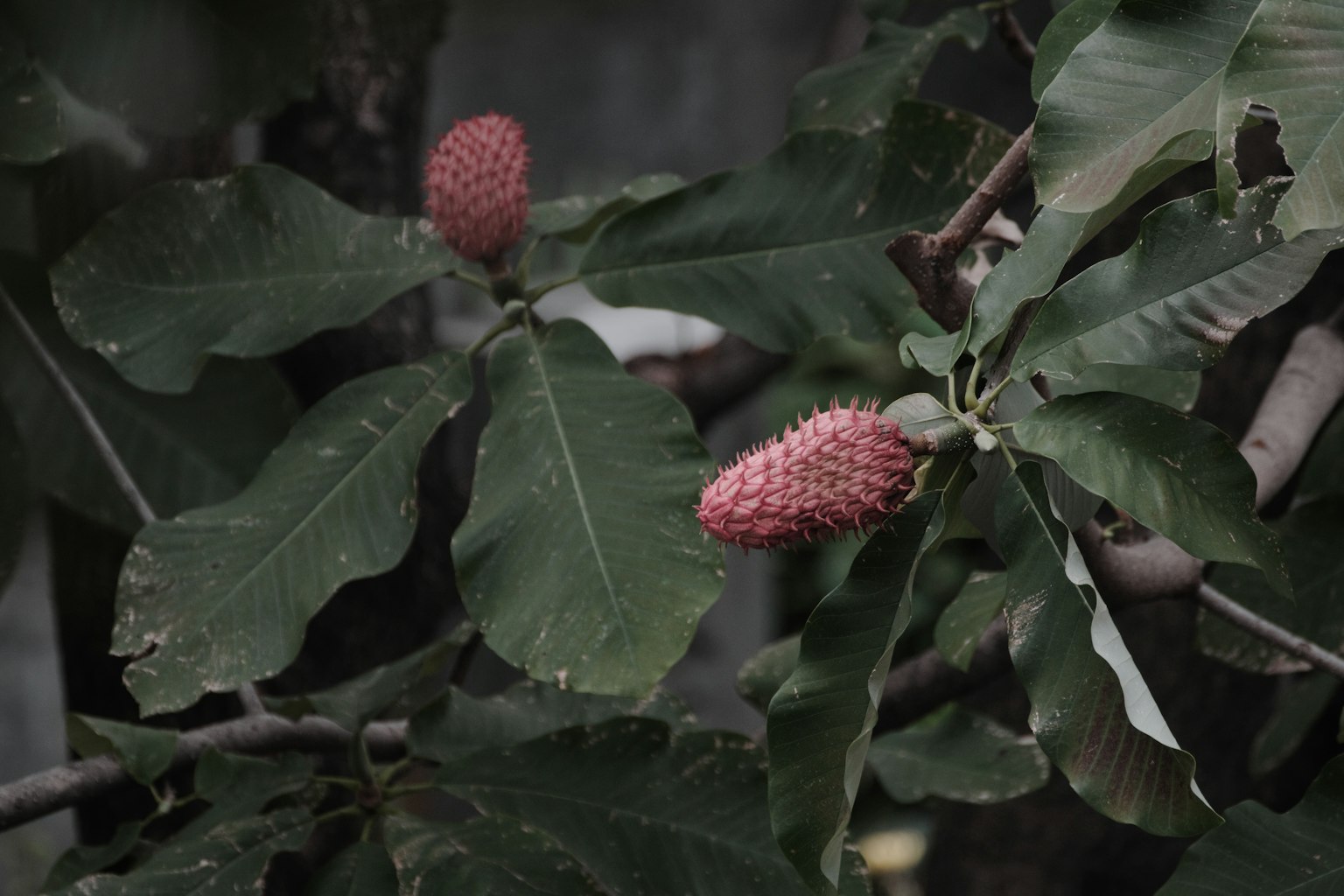 Tampilan dekat tanaman dengan buah merah di antara daun hijau