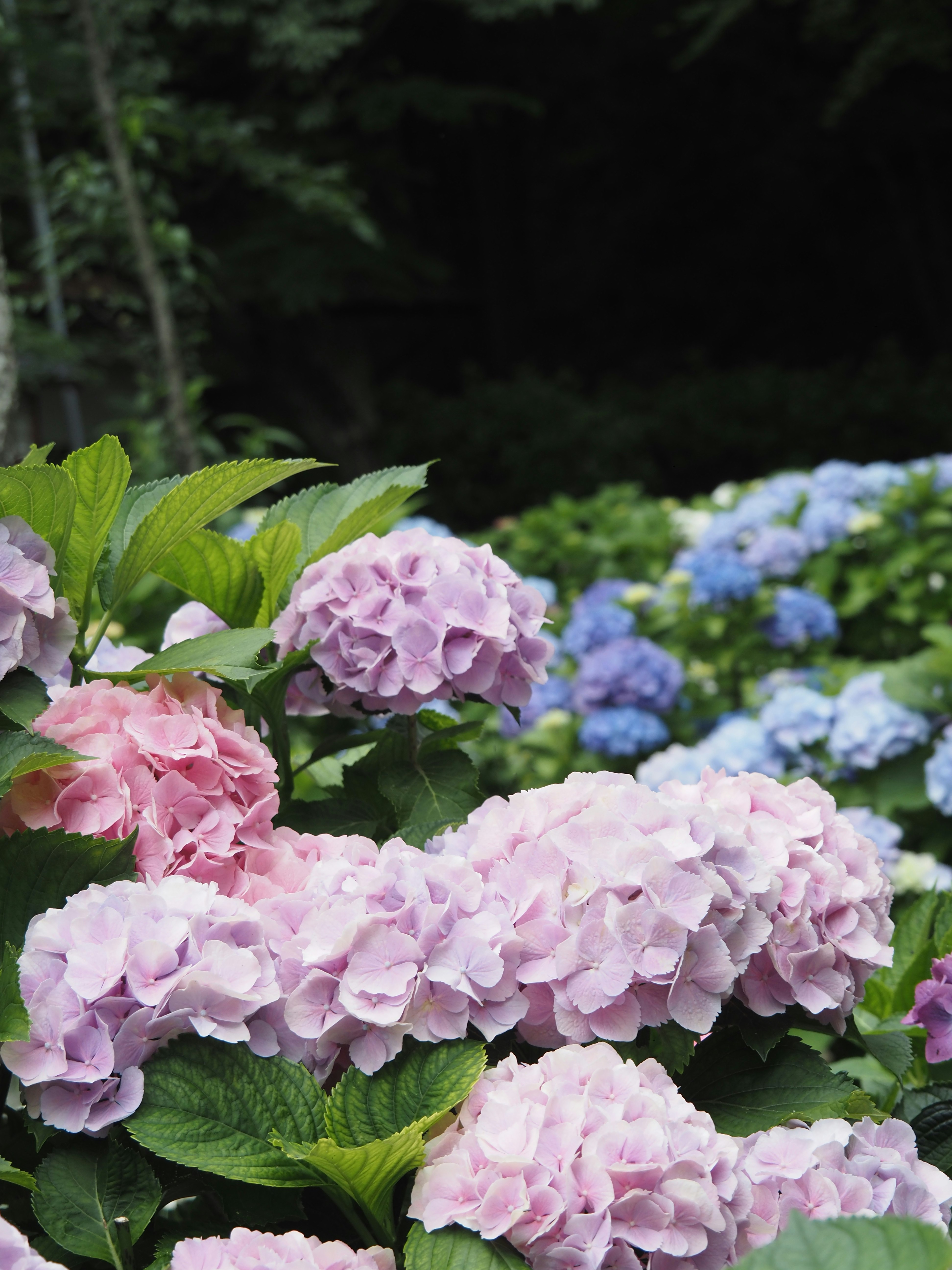 Bunga hydrangea dan daun di hamparan bunga taman