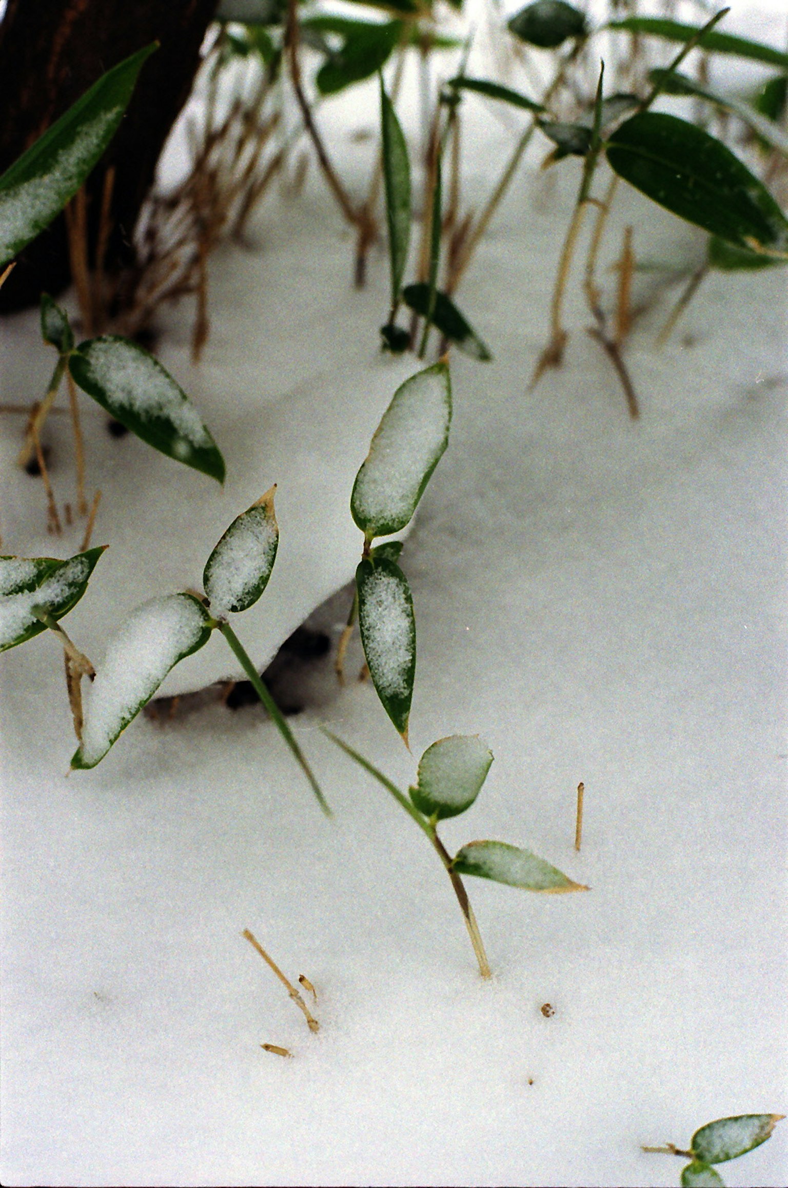 被雪覆盖的绿色植物叶子