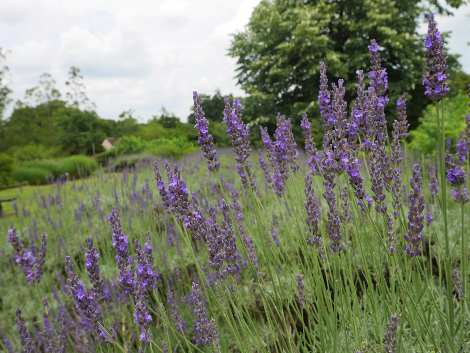 Feld mit blühendem lila Lavendel und grünem Gras sowie Bäumen im Hintergrund