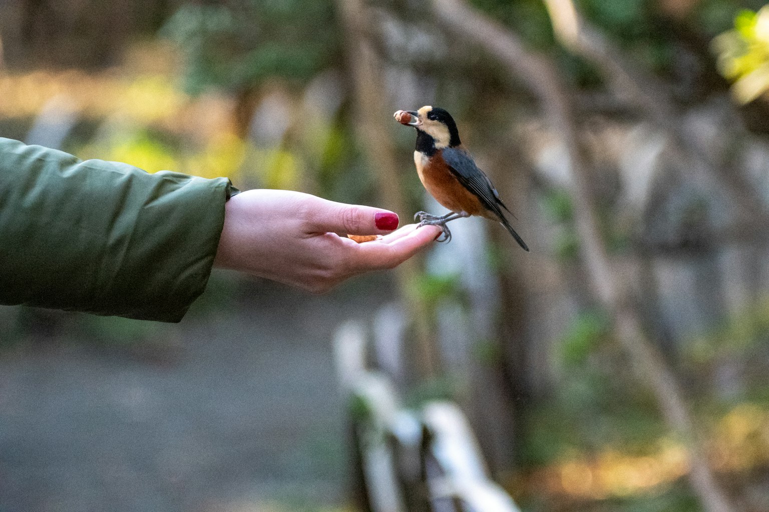 Un piccolo uccello appollaiato su una mano tesa che mangia cibo