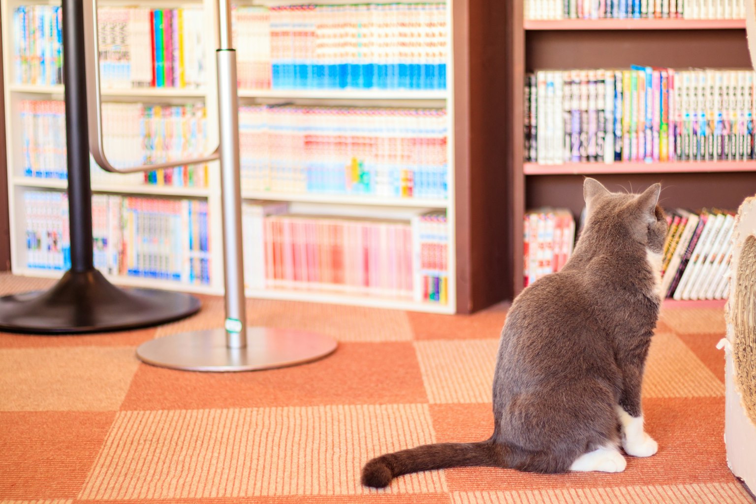 Un gatto seduto davanti a uno scaffale in un ambiente di biblioteca