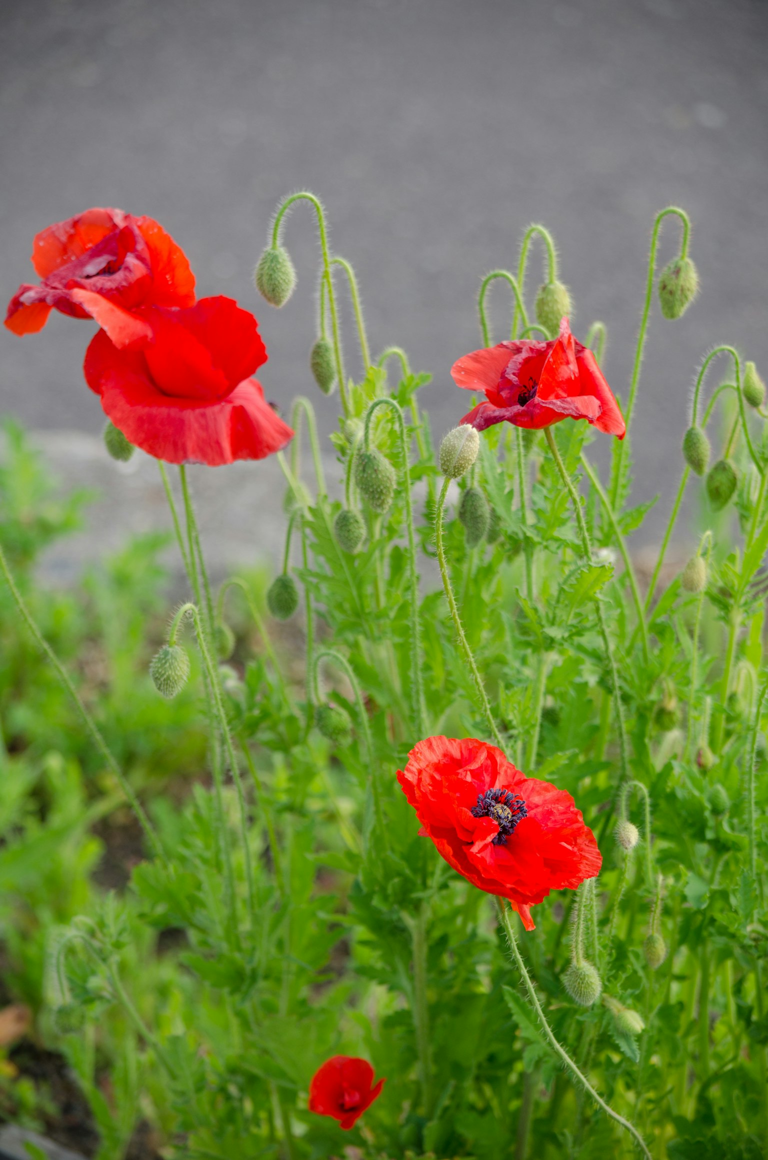 Rote Mohnblumen, die aus grünen Stängeln blühen