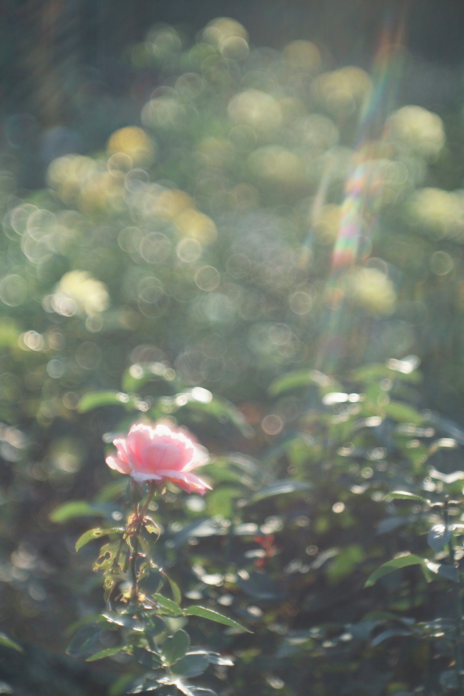 Une rose rose vibrante se détache sur un arrière-plan flou de fleurs douces