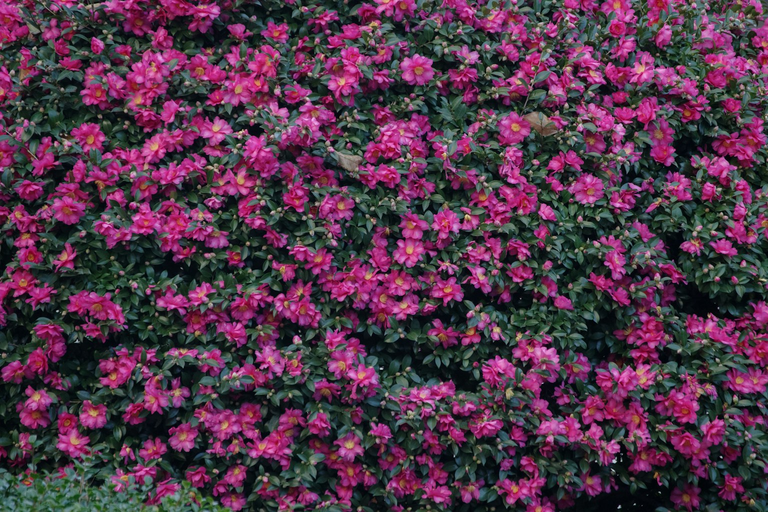 Kelompok padat bunga bougainvillea pink cerah