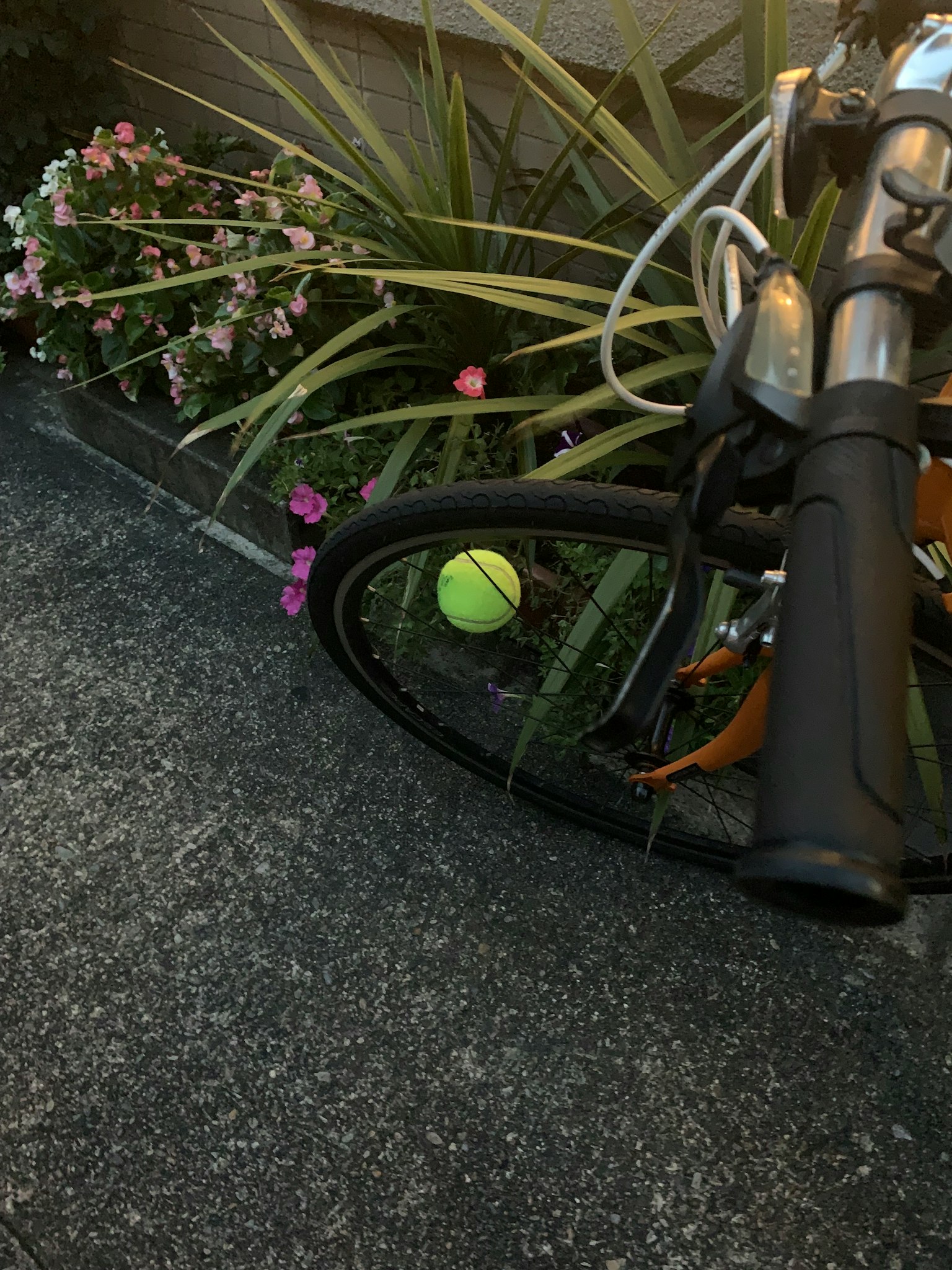 Bóng tennis bên cạnh bánh xe đạp và cây hoa