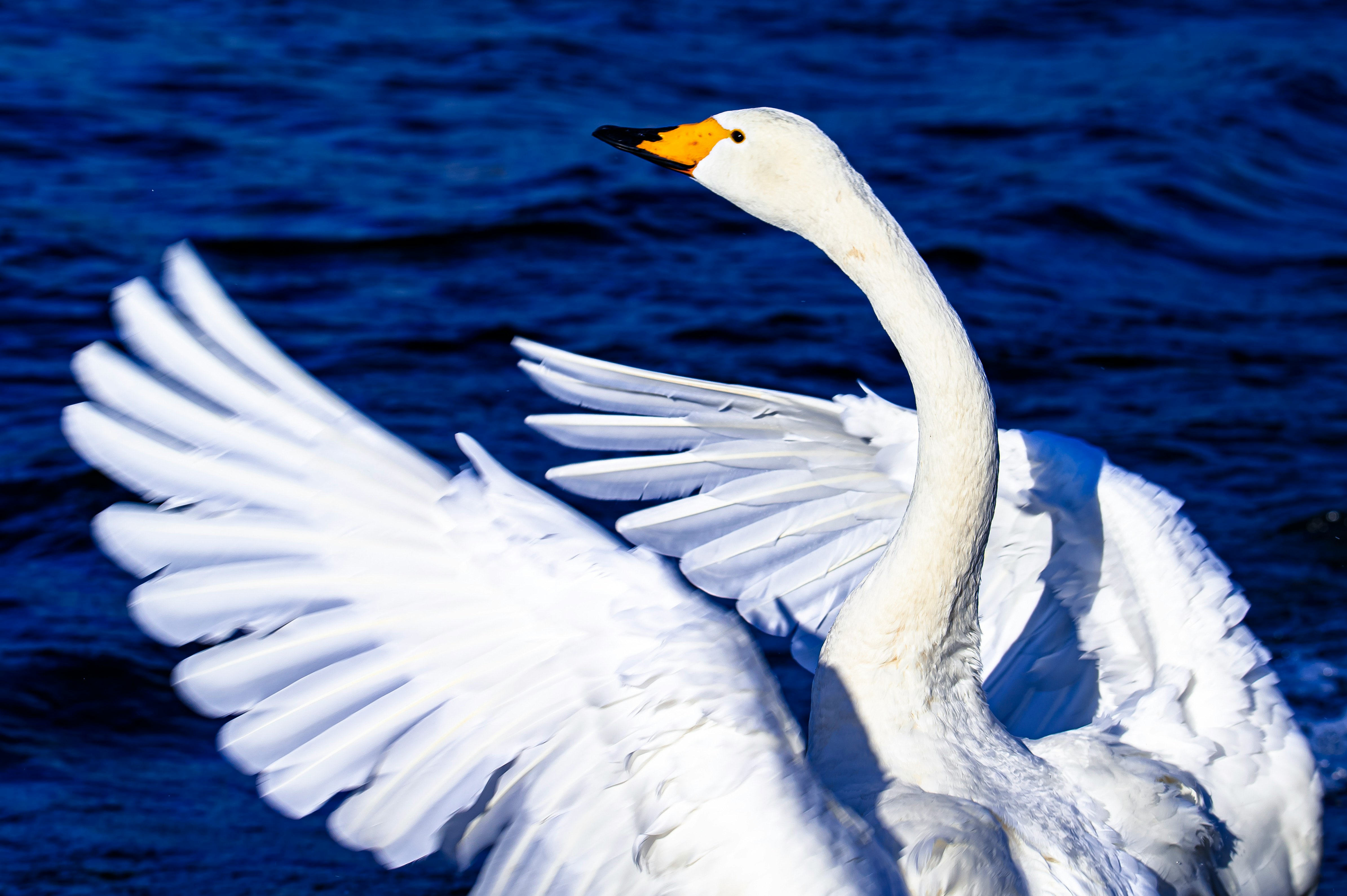 水面上を羽ばたく白鳥