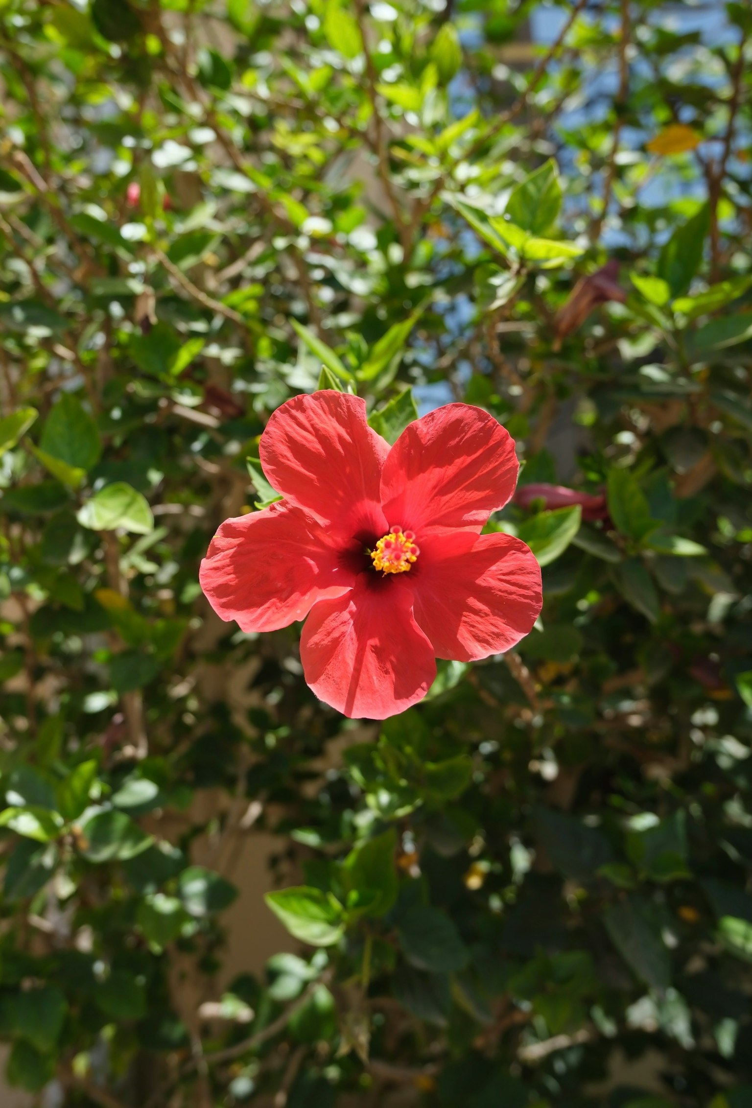 鮮やかな赤いハイビスカスの花が緑の葉の中で咲いている