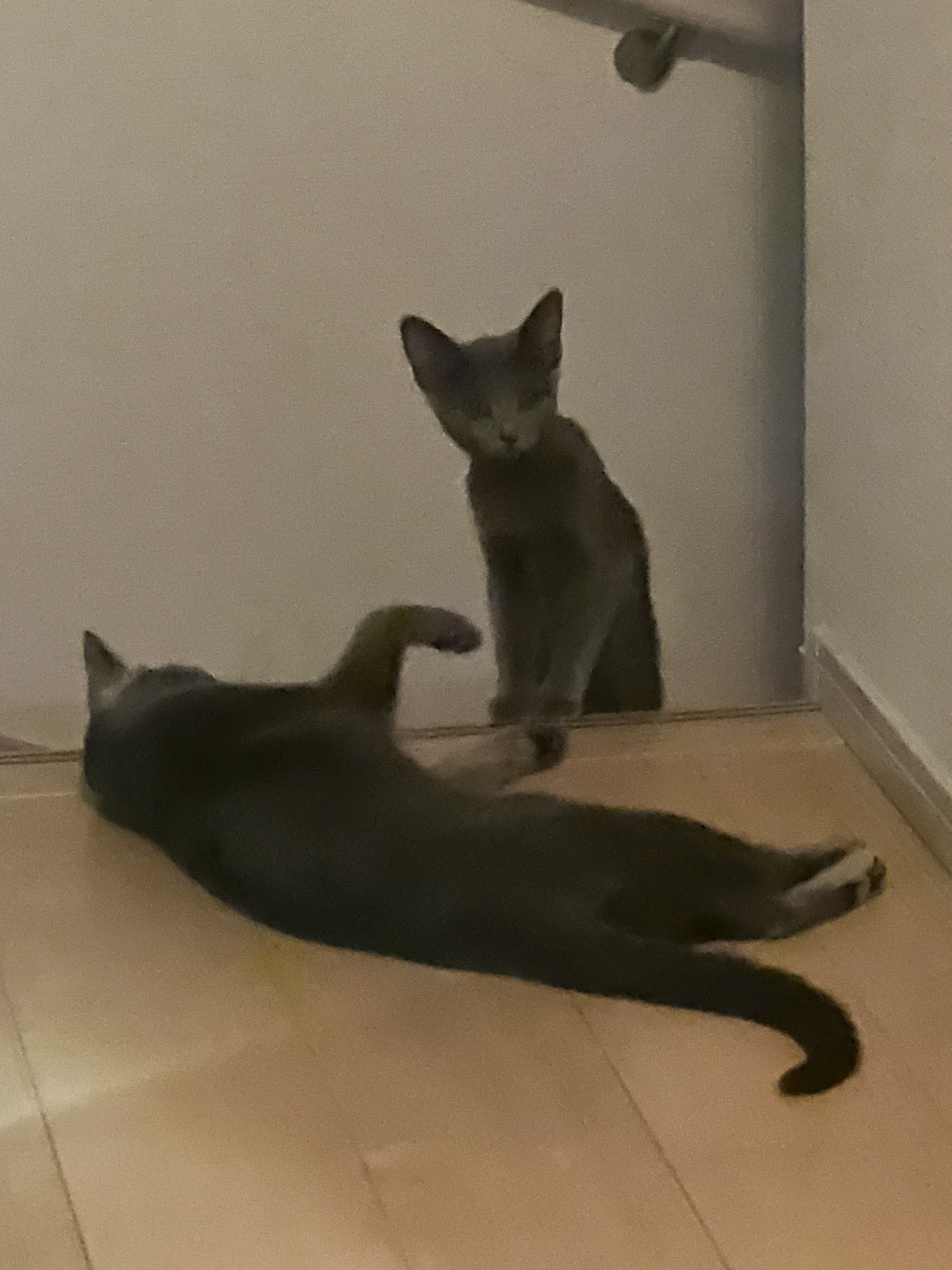 Two cats playing near the stairs One cat is lying on the floor while the other stands and watches