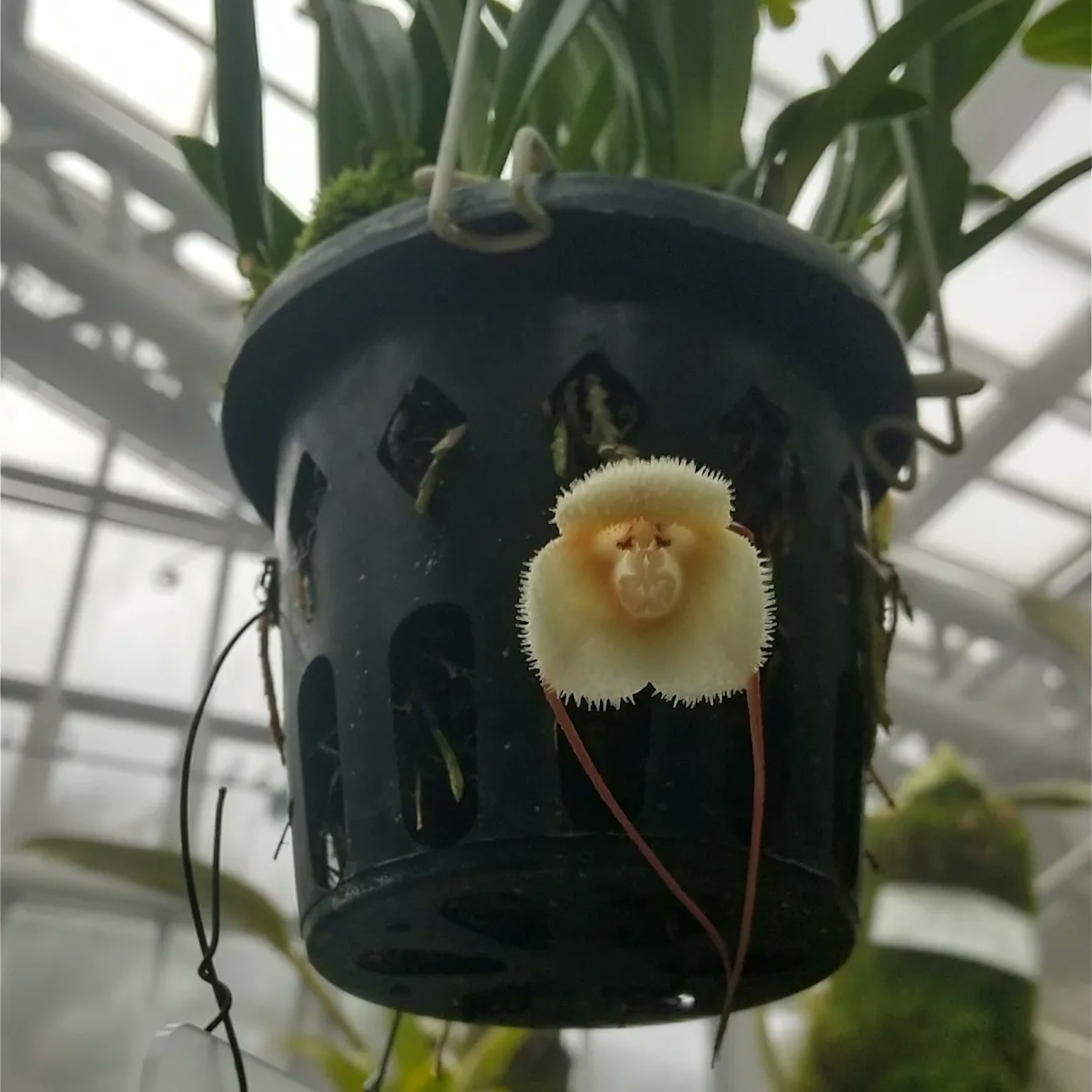 一朵独特的花像脸一样悬挂在黑色花盆中