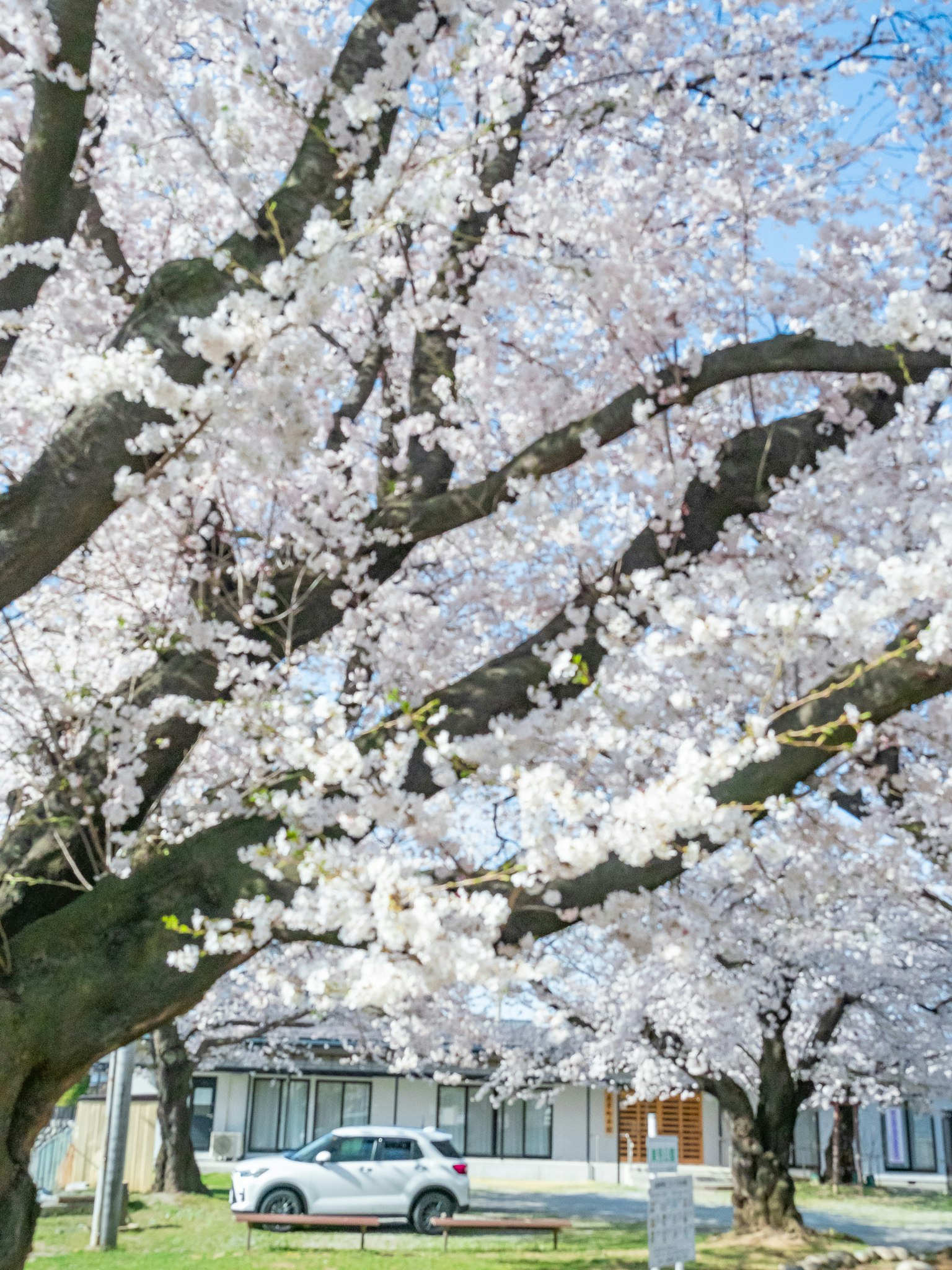 Arbres en fleurs de cerisier avec un ciel bleu et une voiture visible dans un parc