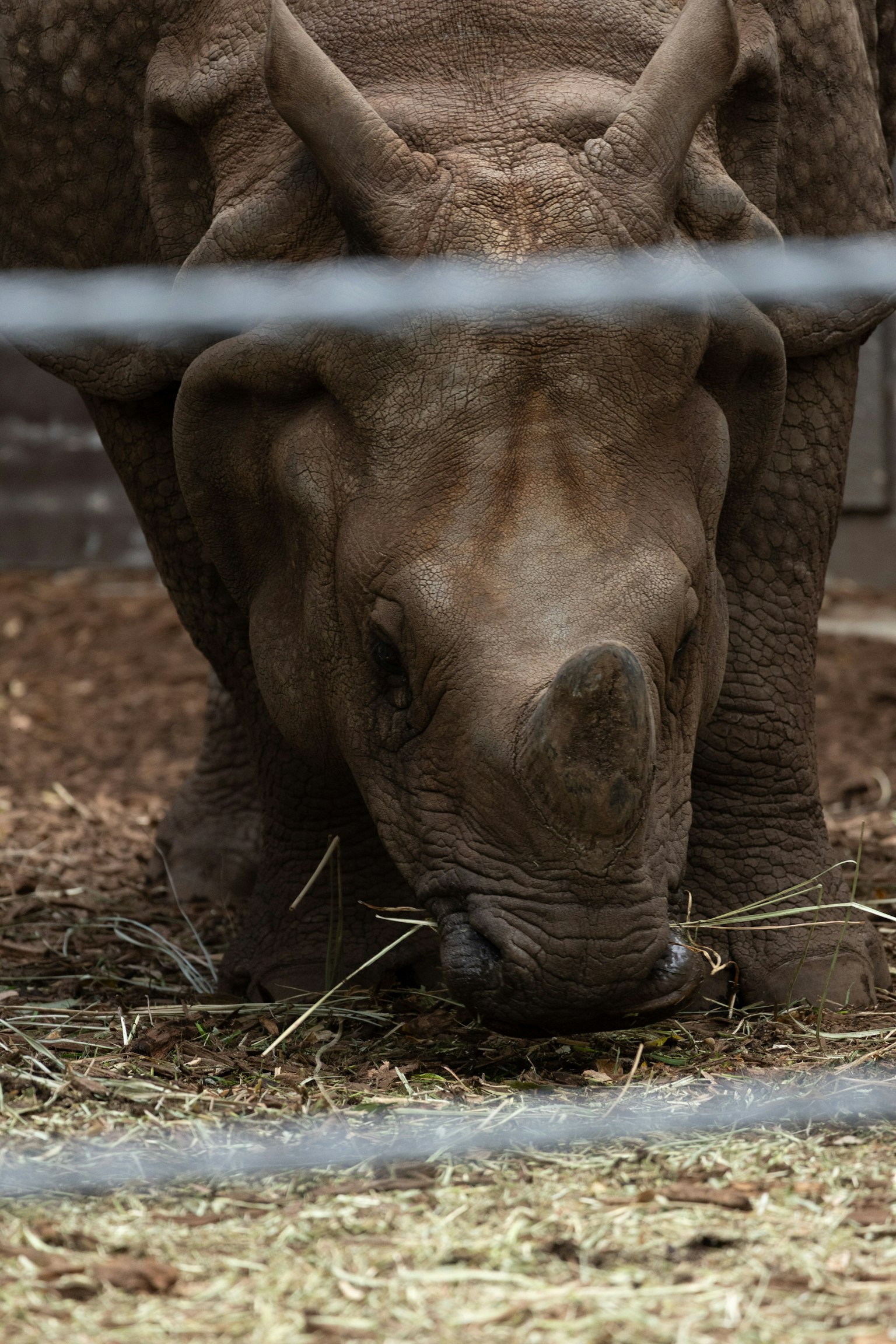 Close-up of a rhinoceros eating hay