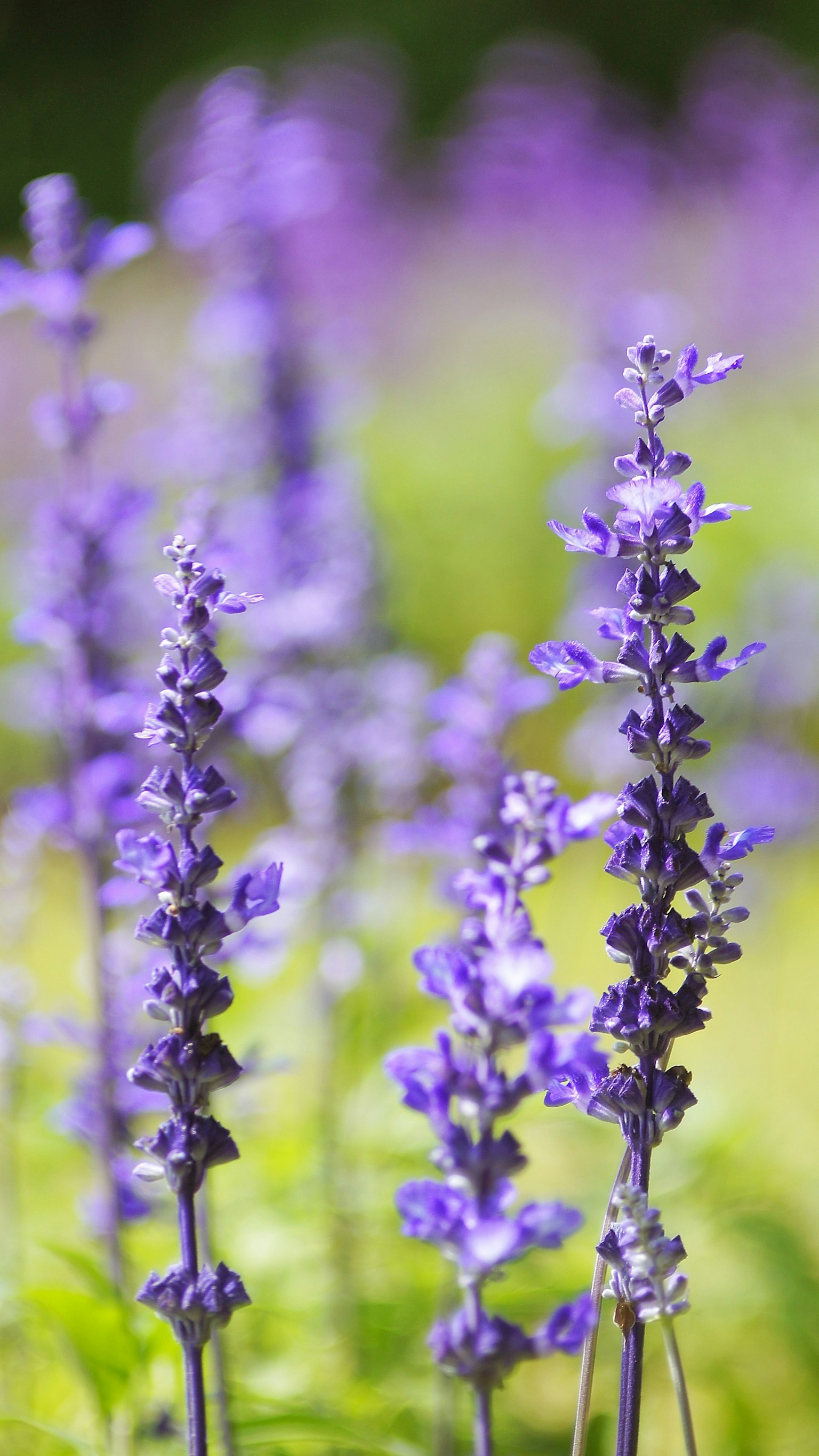 Acercamiento de flores moradas en un campo