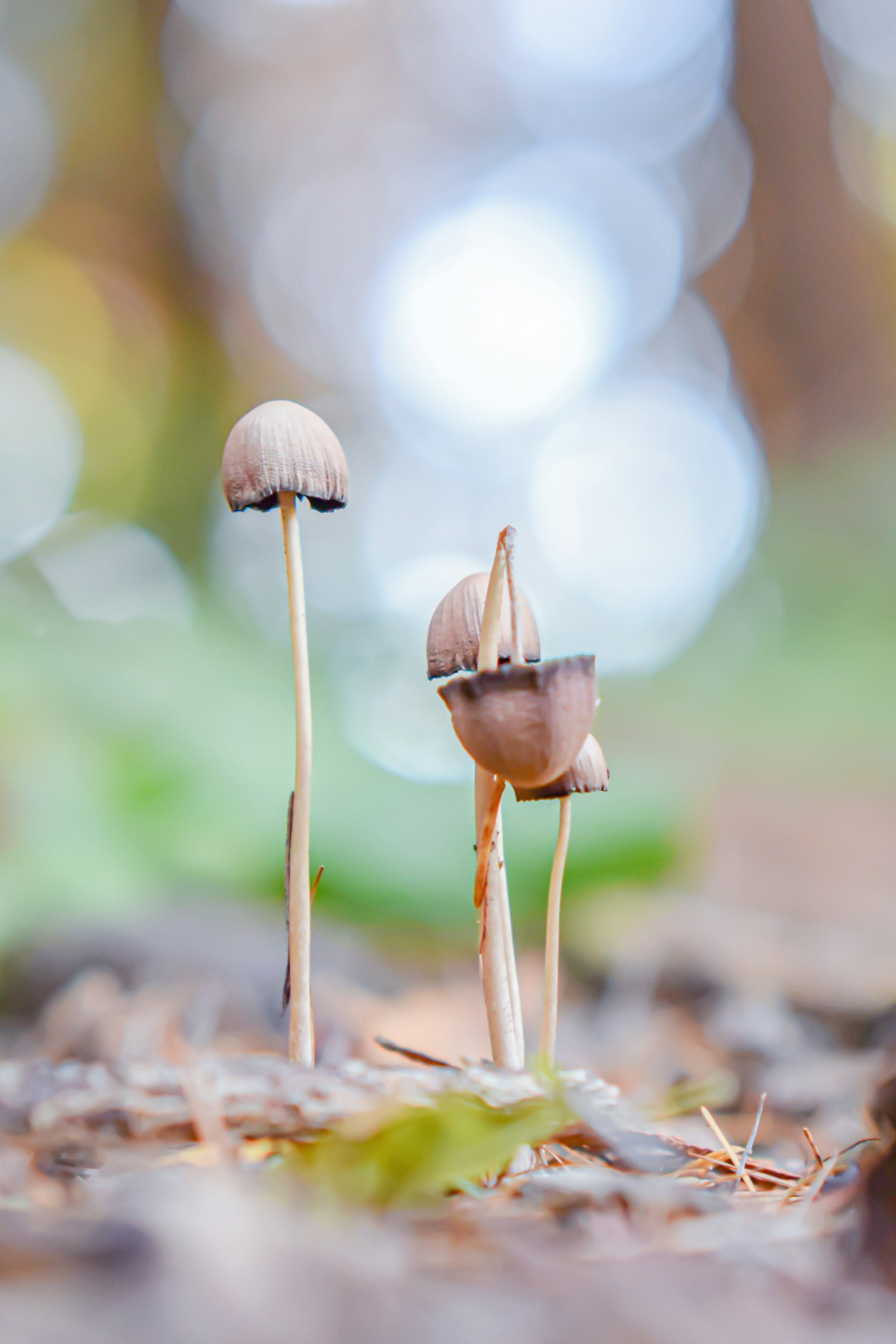 Un gruppo di piccoli funghi in una foresta con uno sfondo sfocato