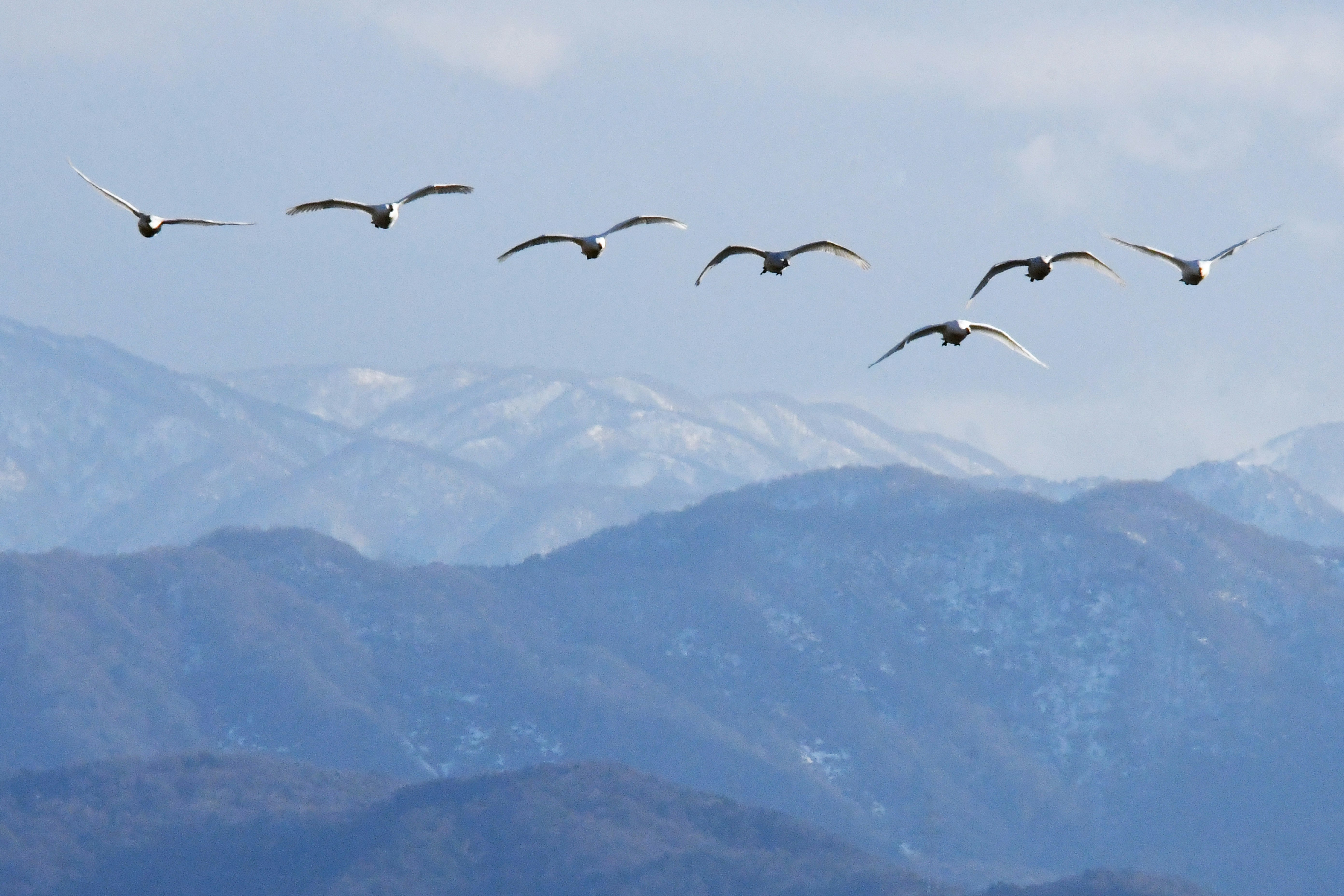 eine Vogelgruppe im Flug über Bergkämmen