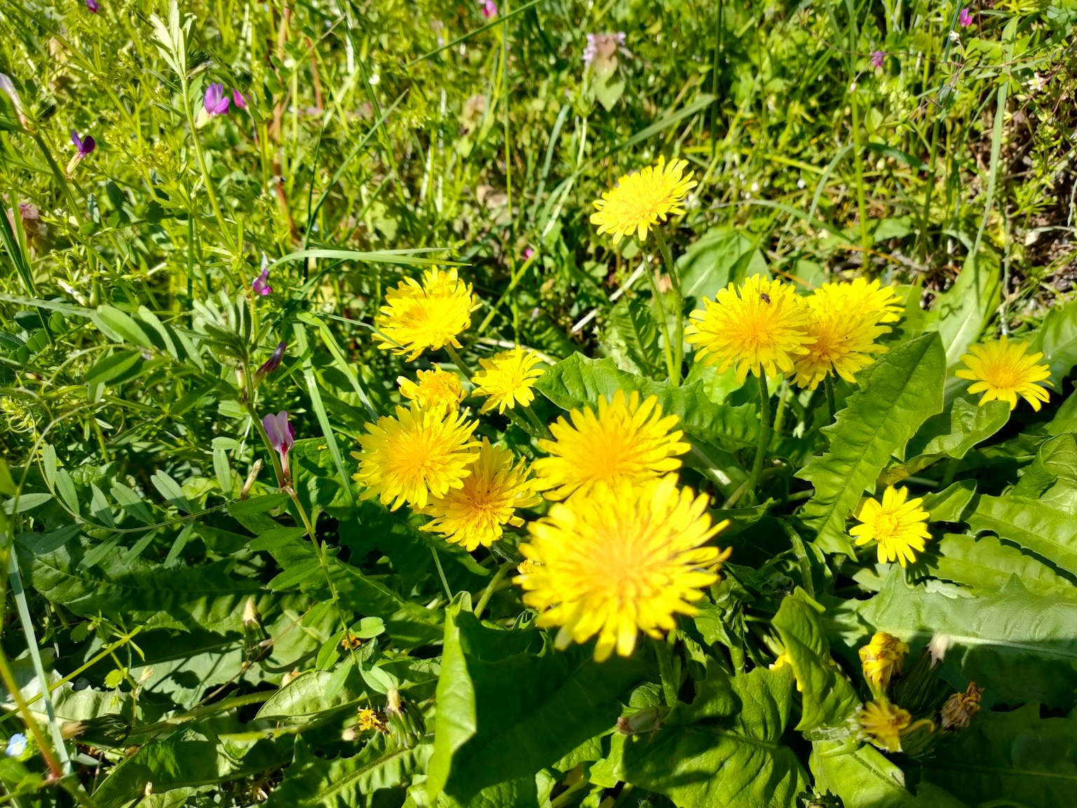 Sekelompok dandelion kuning yang cerah di area rumput hijau