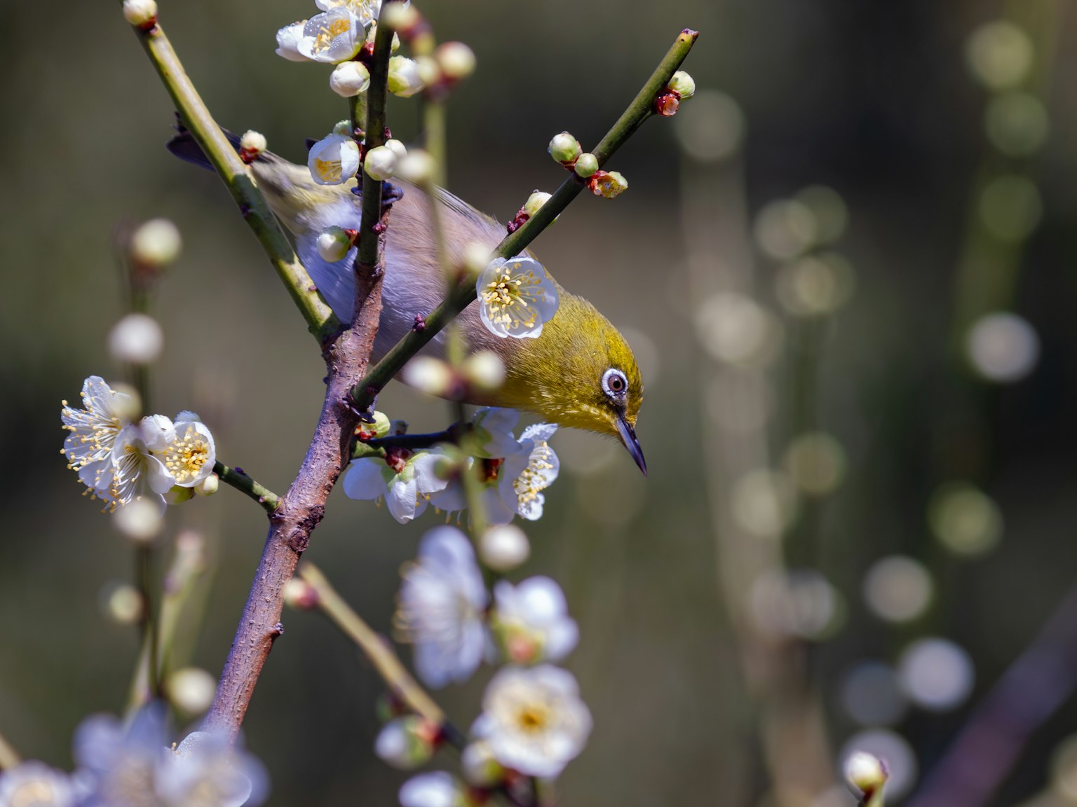A small bird perched on a plum blossom branch with yellow head and white flowers in the background