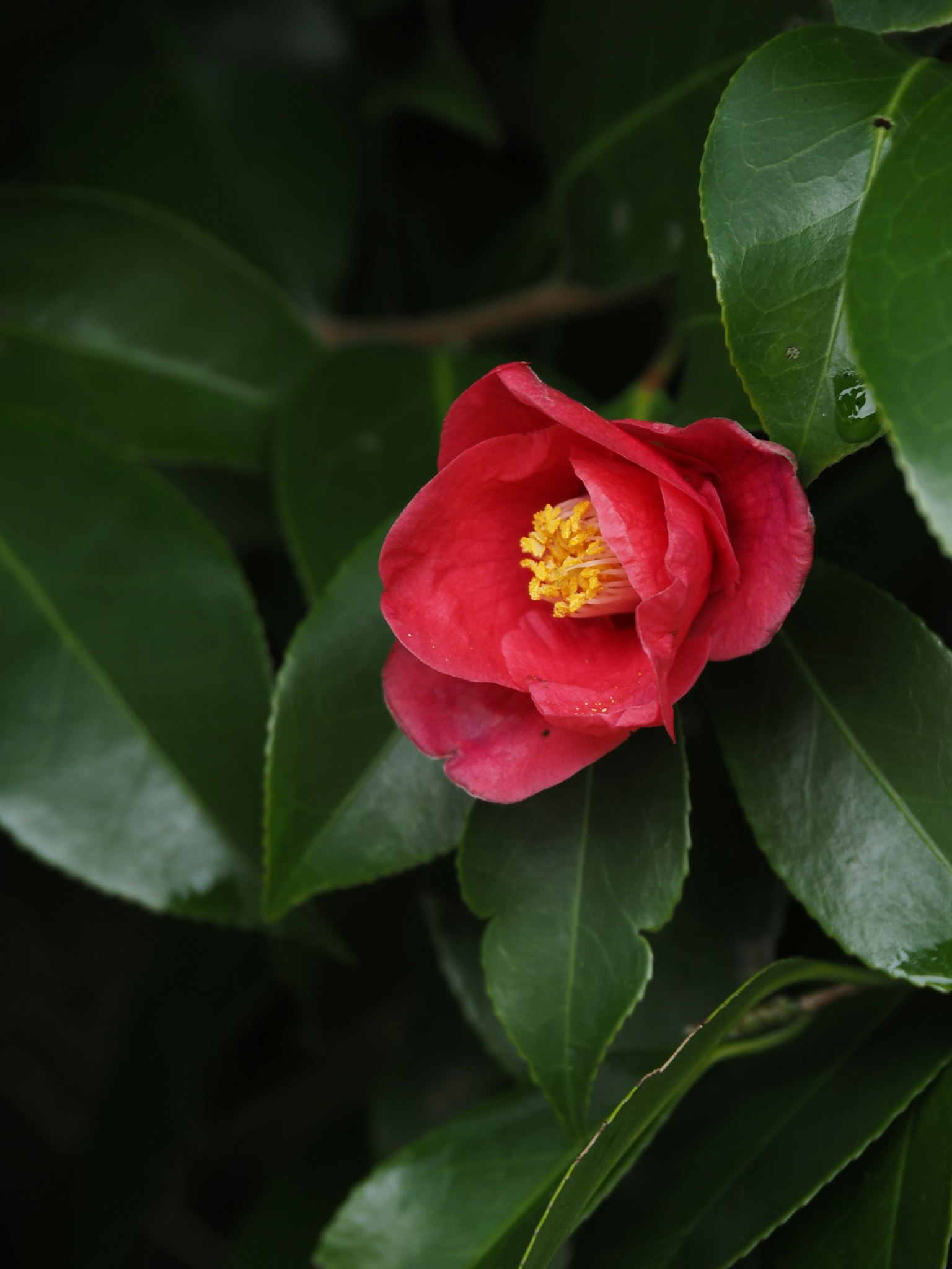 Primer plano de una flor de camelias roja rodeada de hojas verdes oscuras