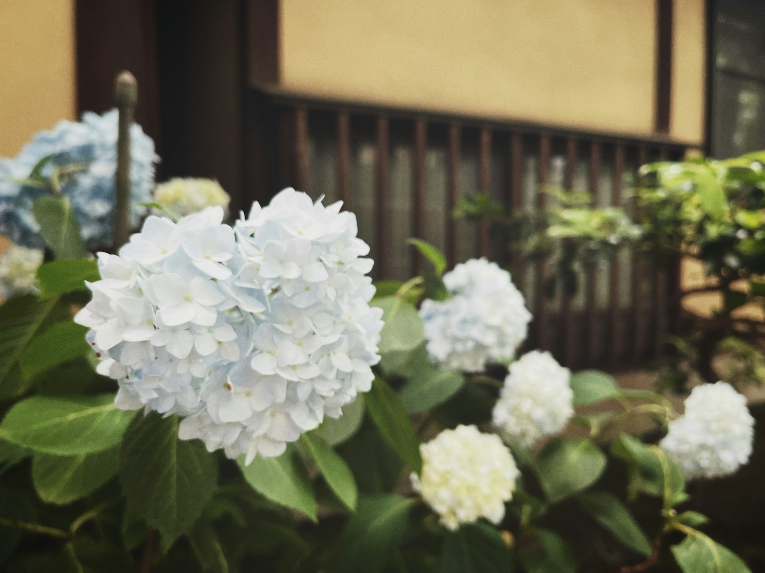 Pemandangan kebun dengan bunga hidrangea biru yang mekar