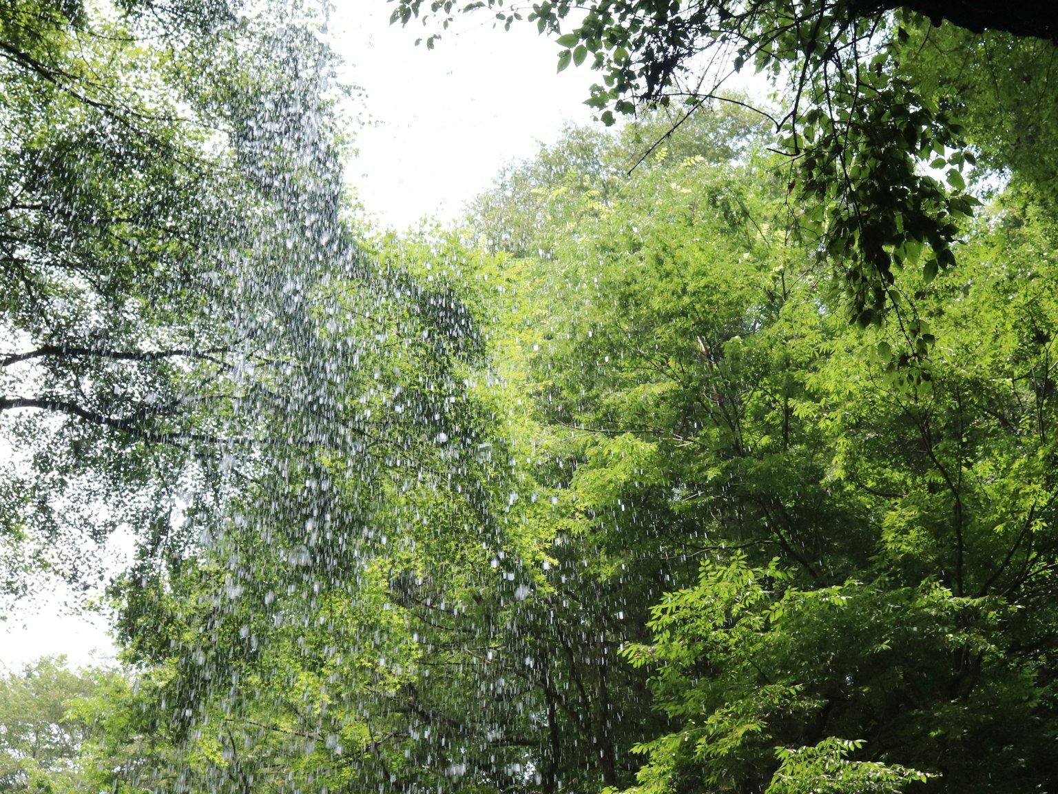 Una vista di gocce di pioggia che cadono tra alberi verdi lussureggianti