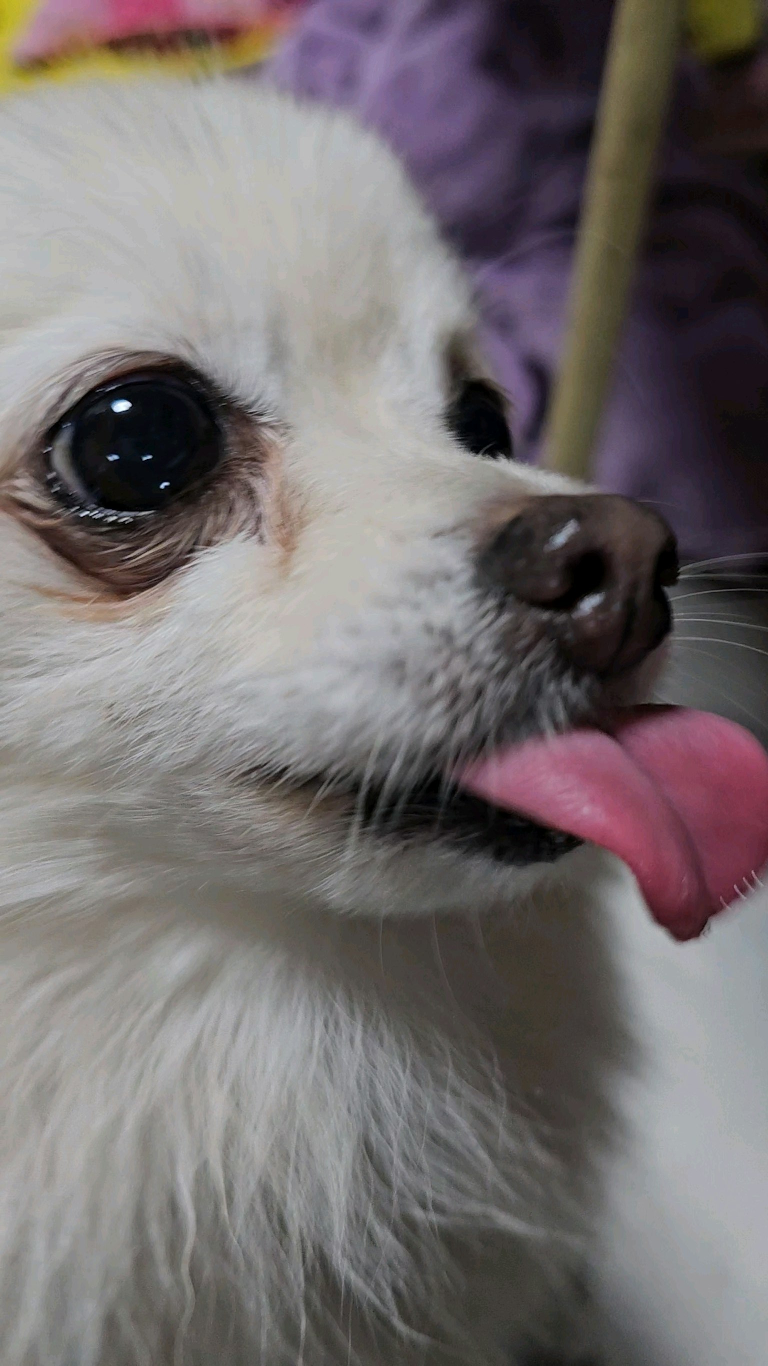 Chihuahua putih lucu menjulurkan lidah