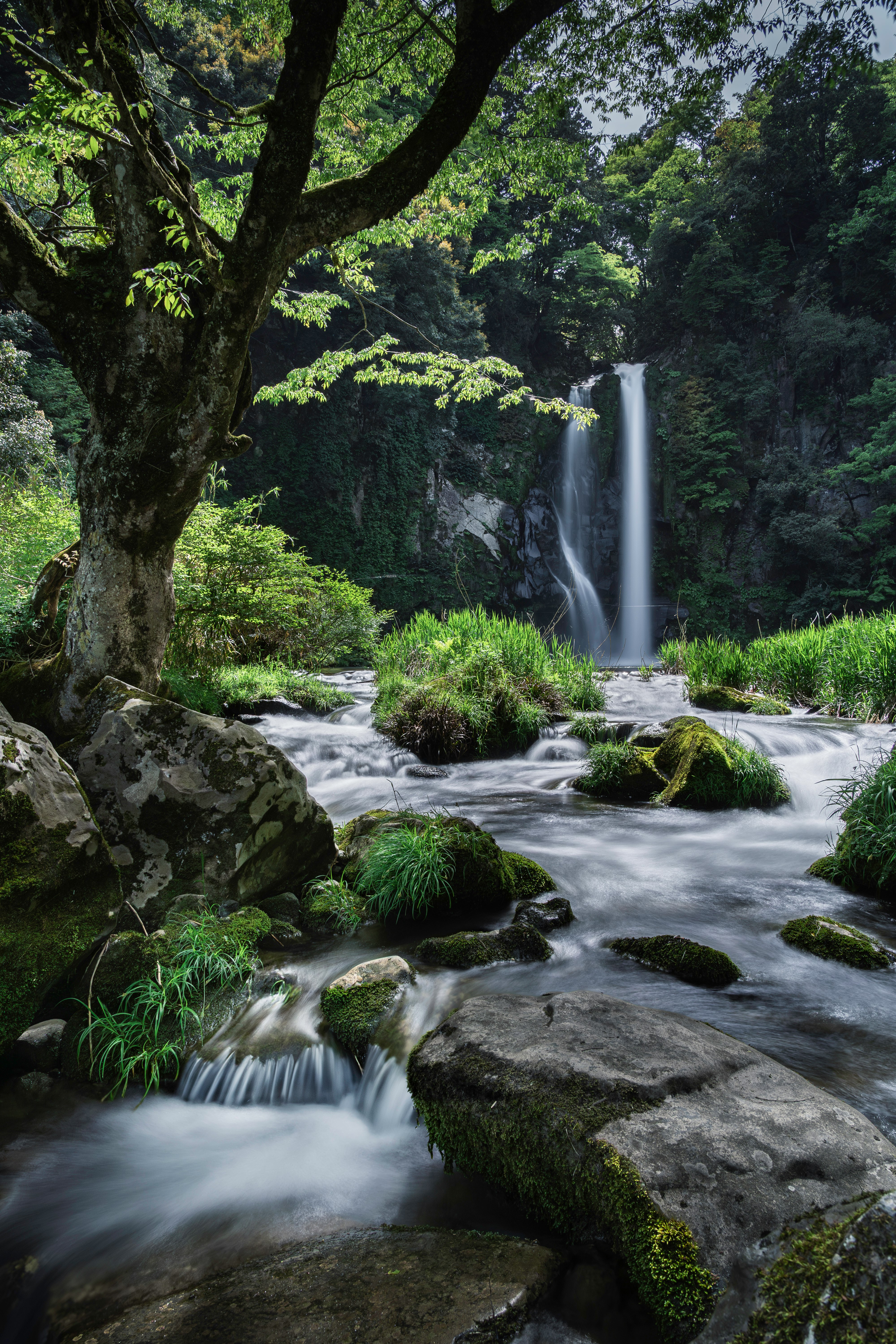 A tranquil natural scene of a lush green stream and waterfall