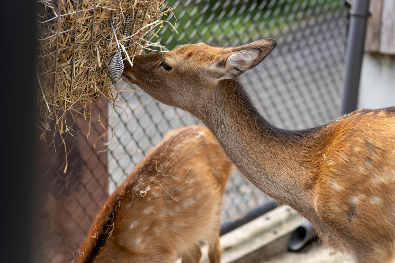 Two deer eating hay in a fenced area