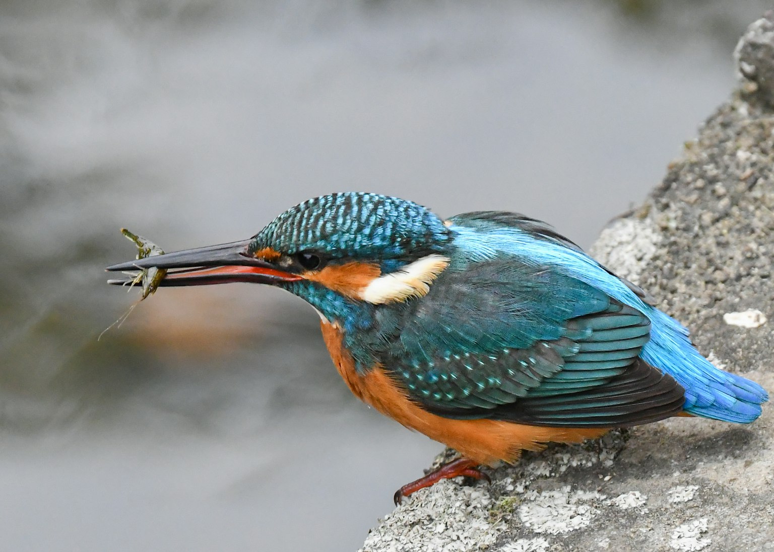 A vibrant blue and orange kingfisher holding a small fish