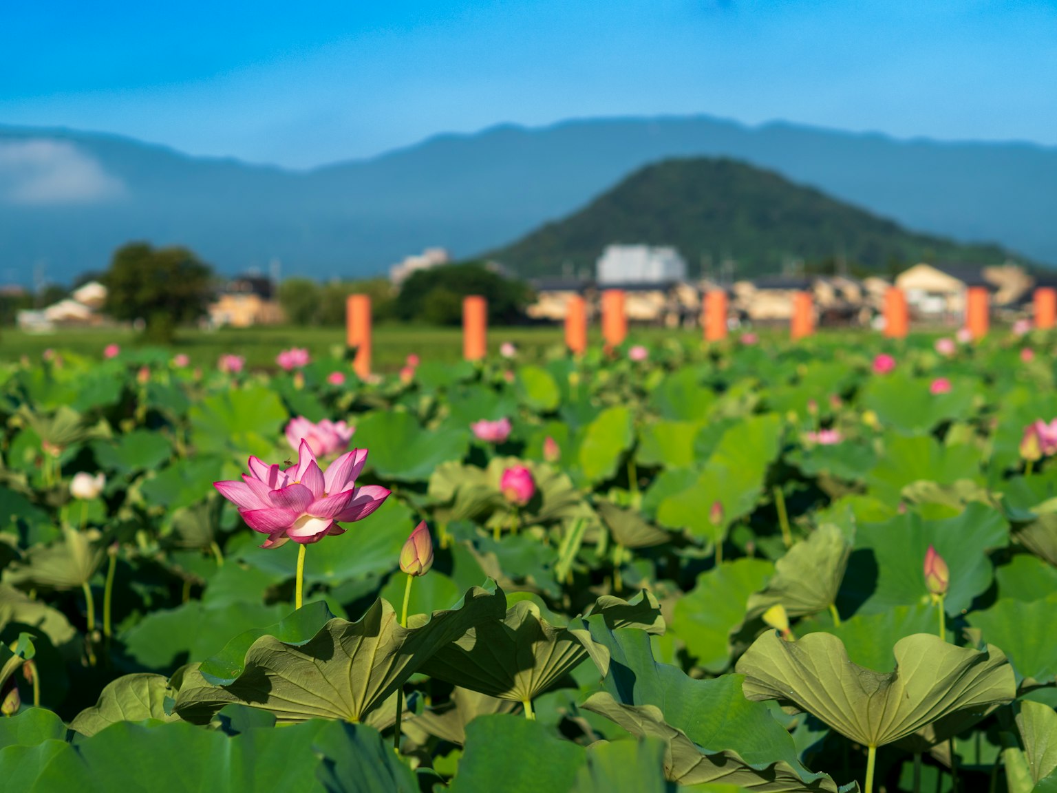 Hermosas flores de loto floreciendo entre hojas verdes exuberantes con montañas al fondo
