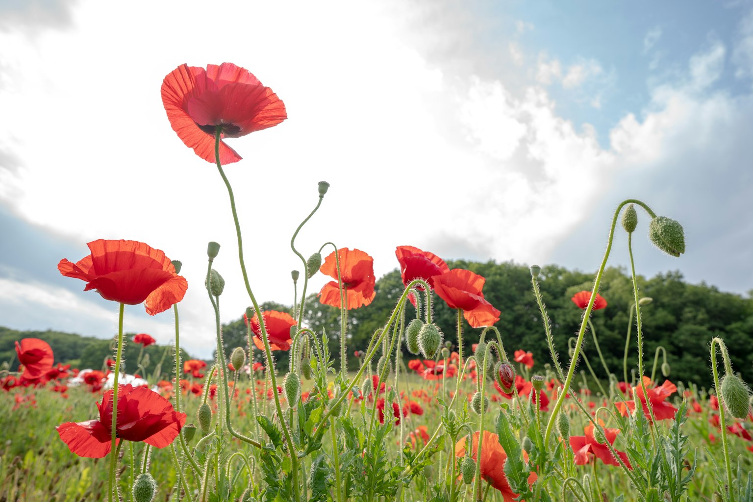 Feld mit blühenden roten Mohnblumen unter einem bewölkten Himmel