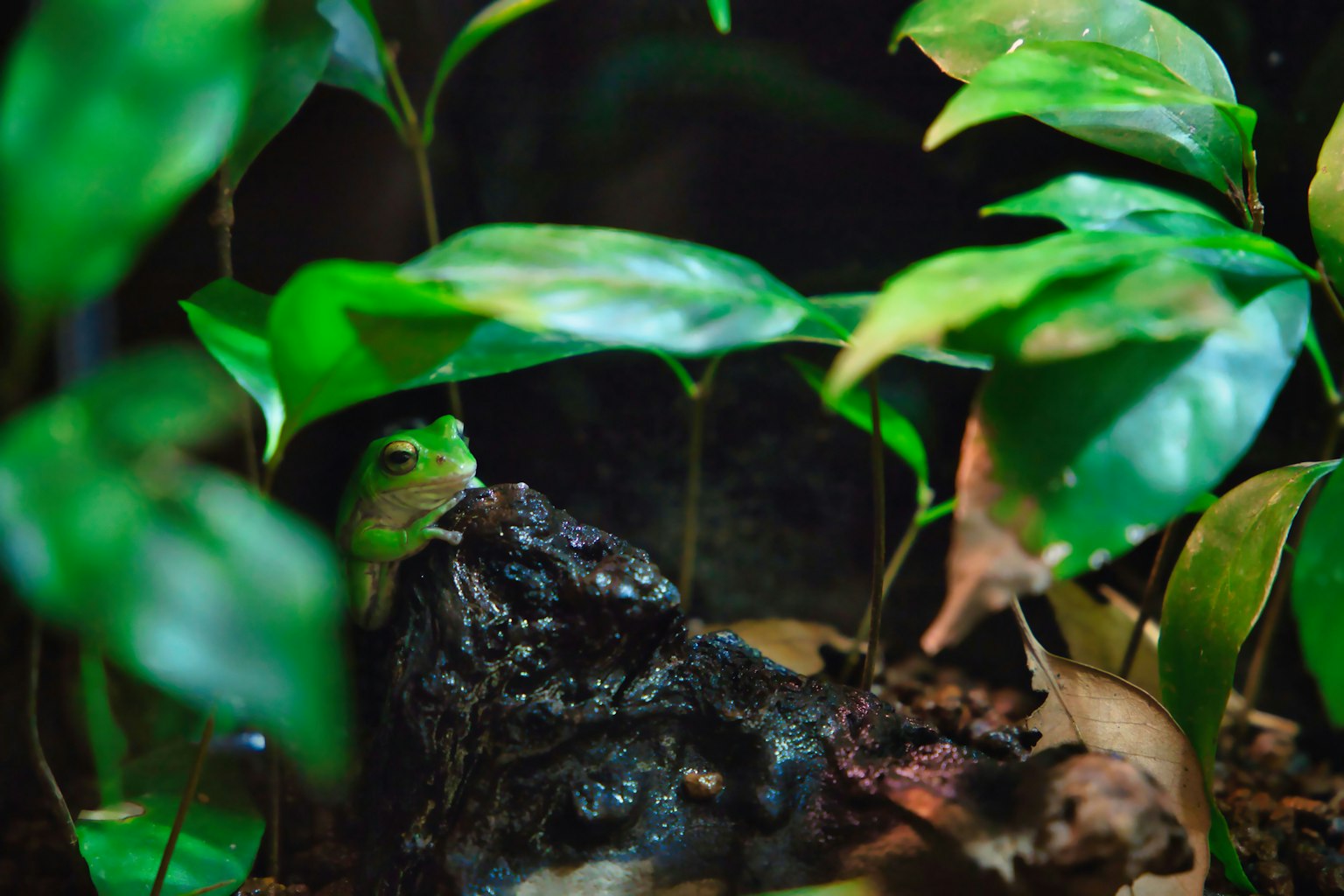 Une grenouille cachée parmi des feuilles vertes et un sol humide