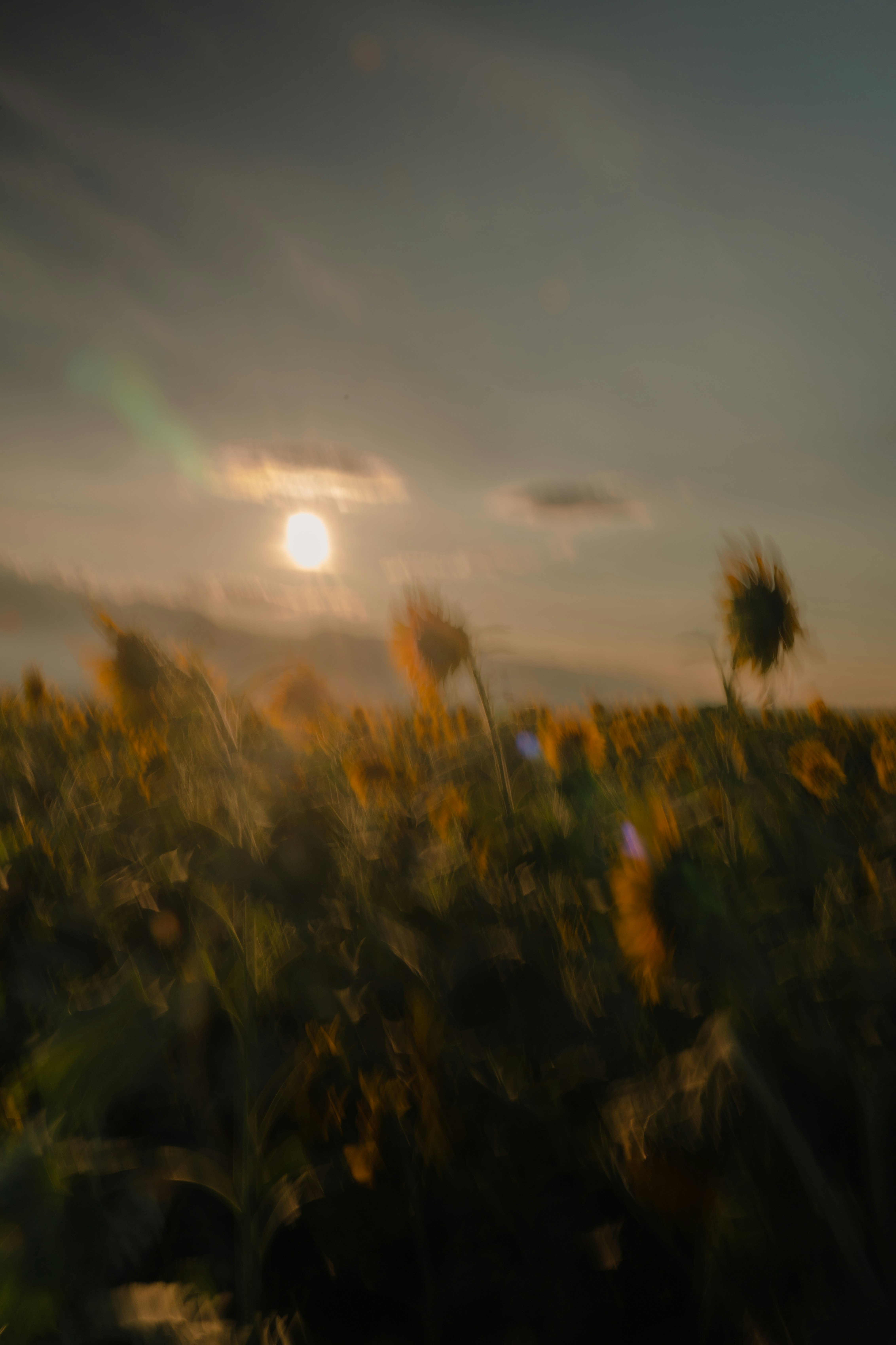 夕暮れの穂が揺れる草原の風景