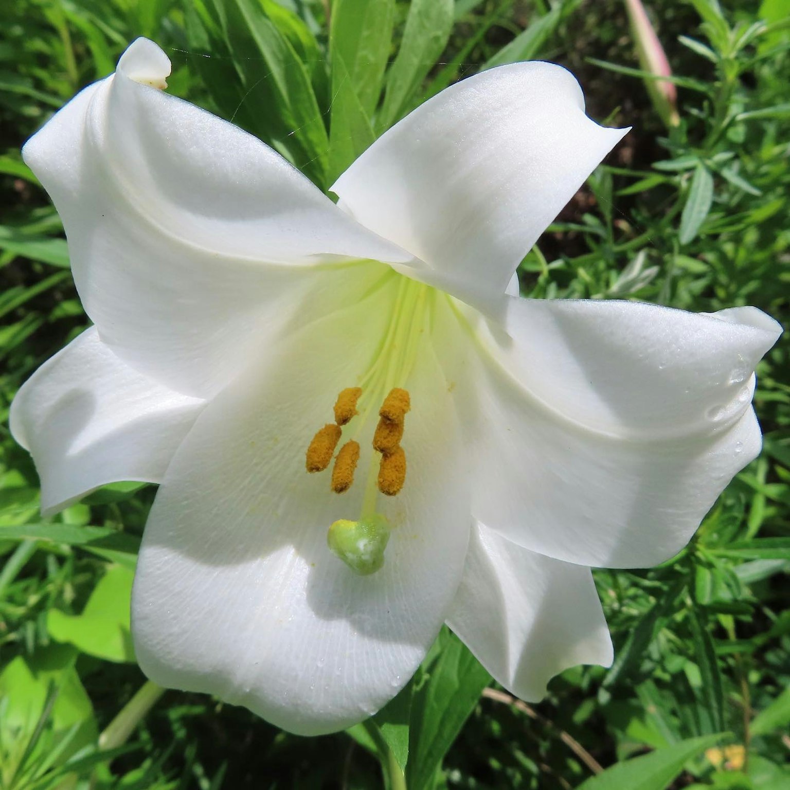 Eine weiße Lilienblüte umgeben von grünen Blättern