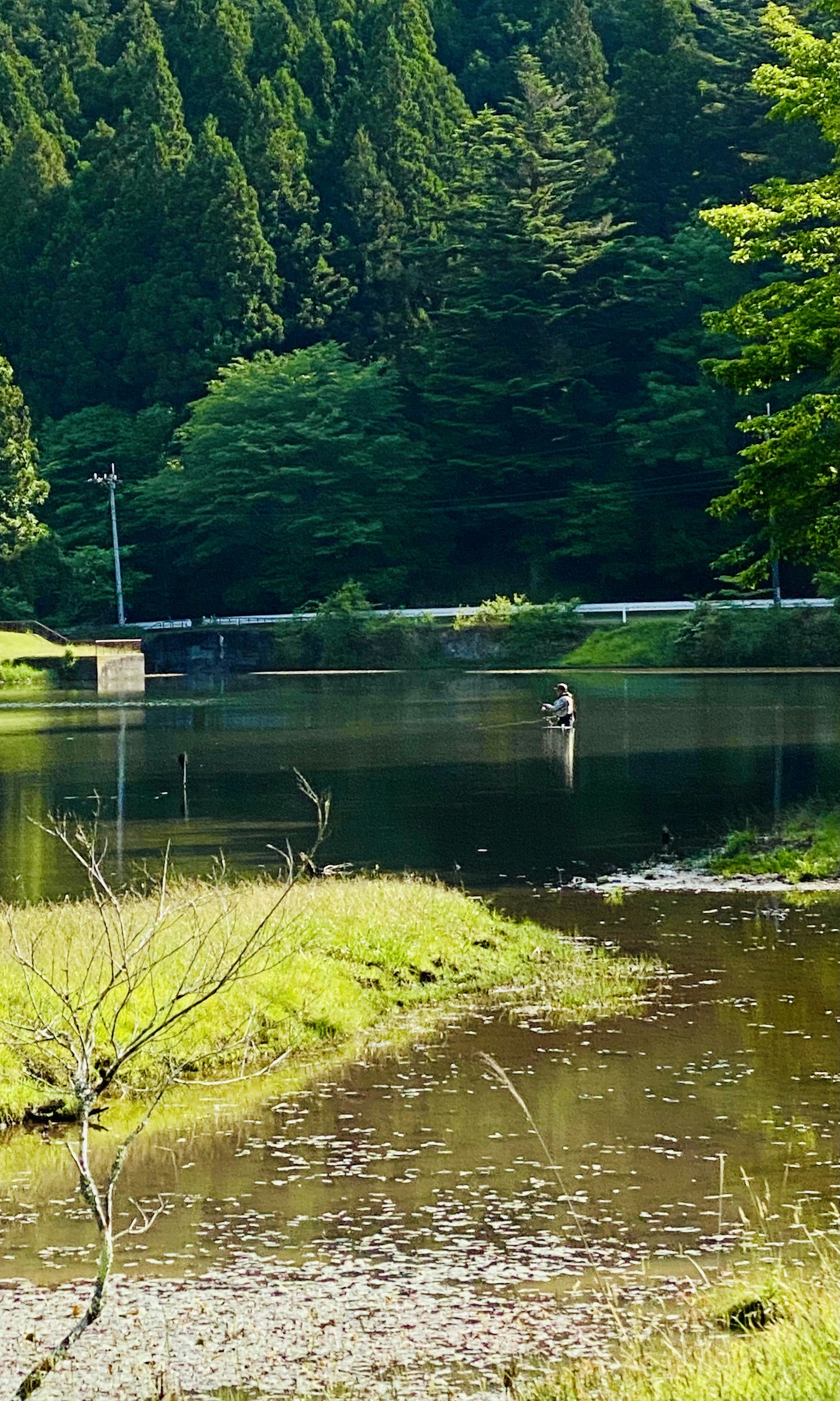 Serene lake surrounded by lush green trees