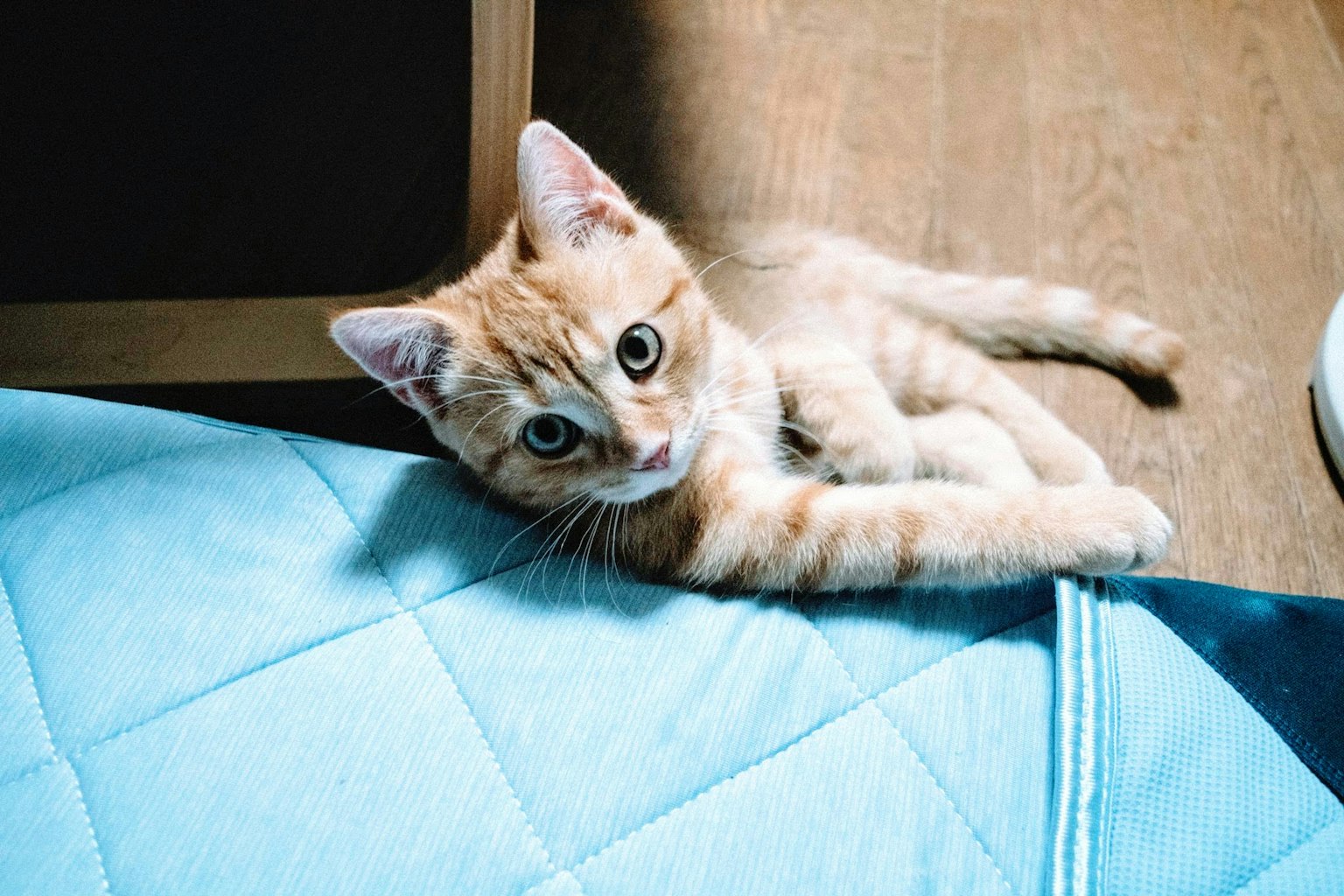 Un chaton orange allongé sur une couverture bleue avec des yeux curieux