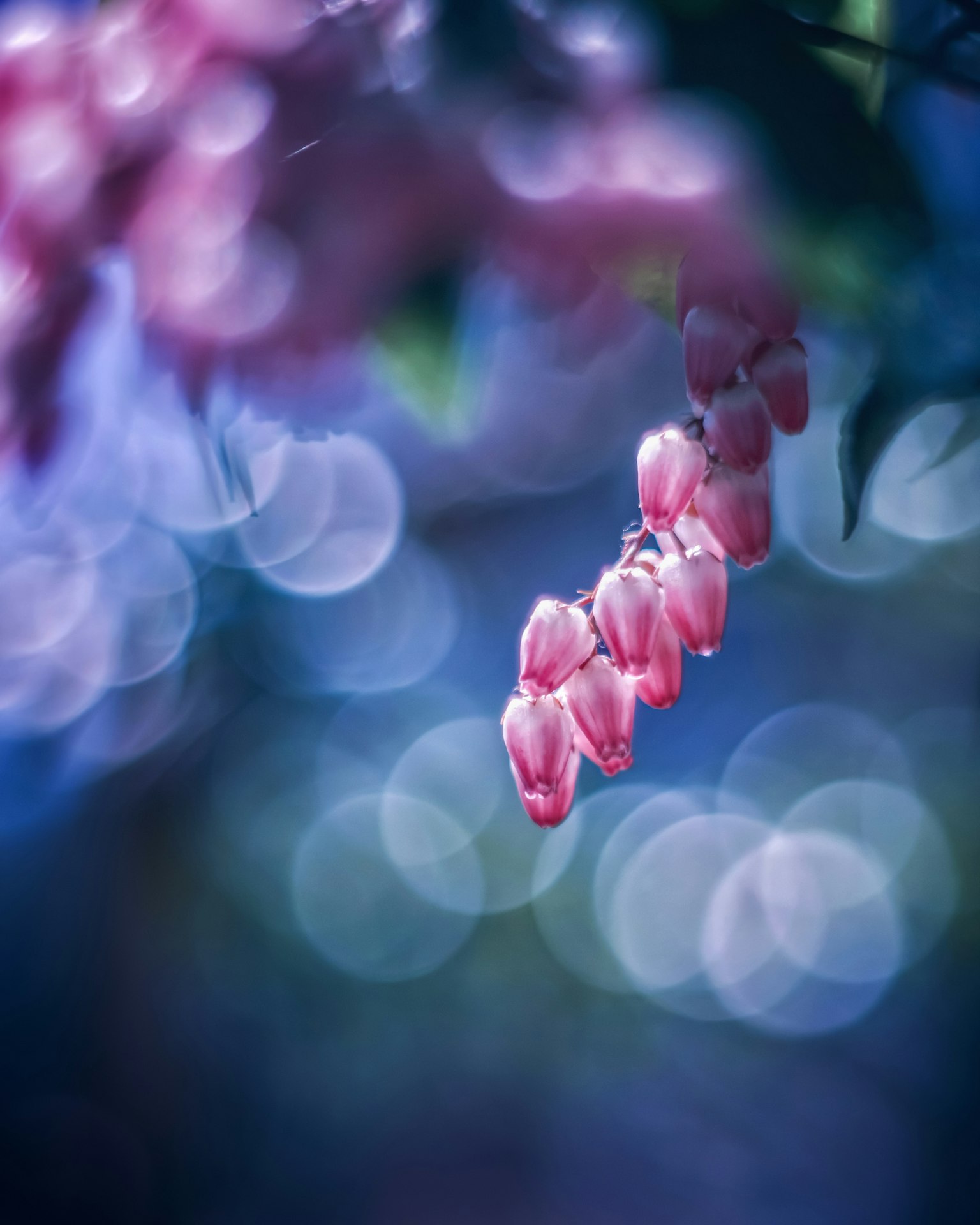 Beautiful image of pink flowers hanging against a blue background