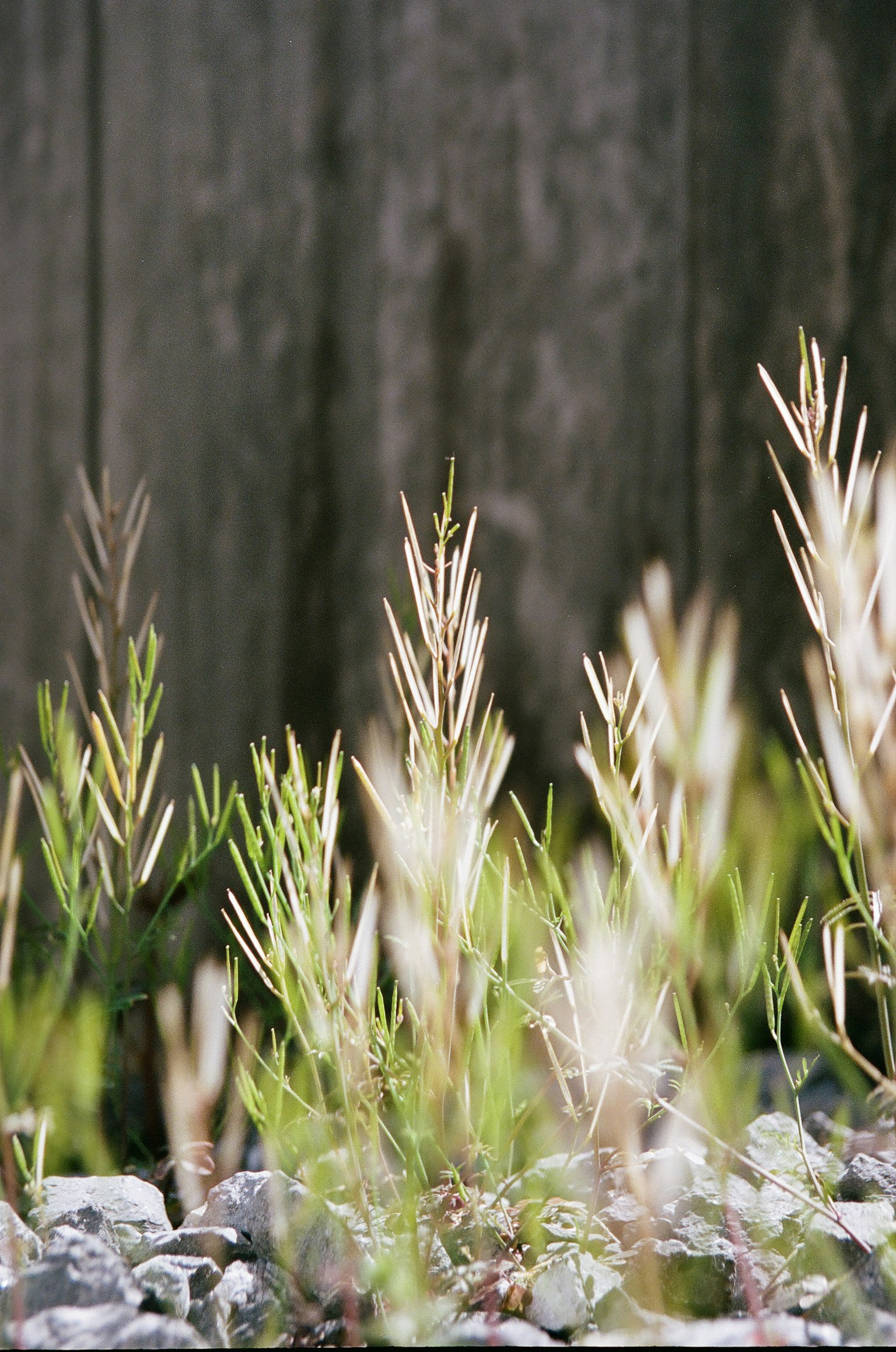 Pemandangan dengan rumput hijau dan batu kecil dengan dinding kayu di latar belakang