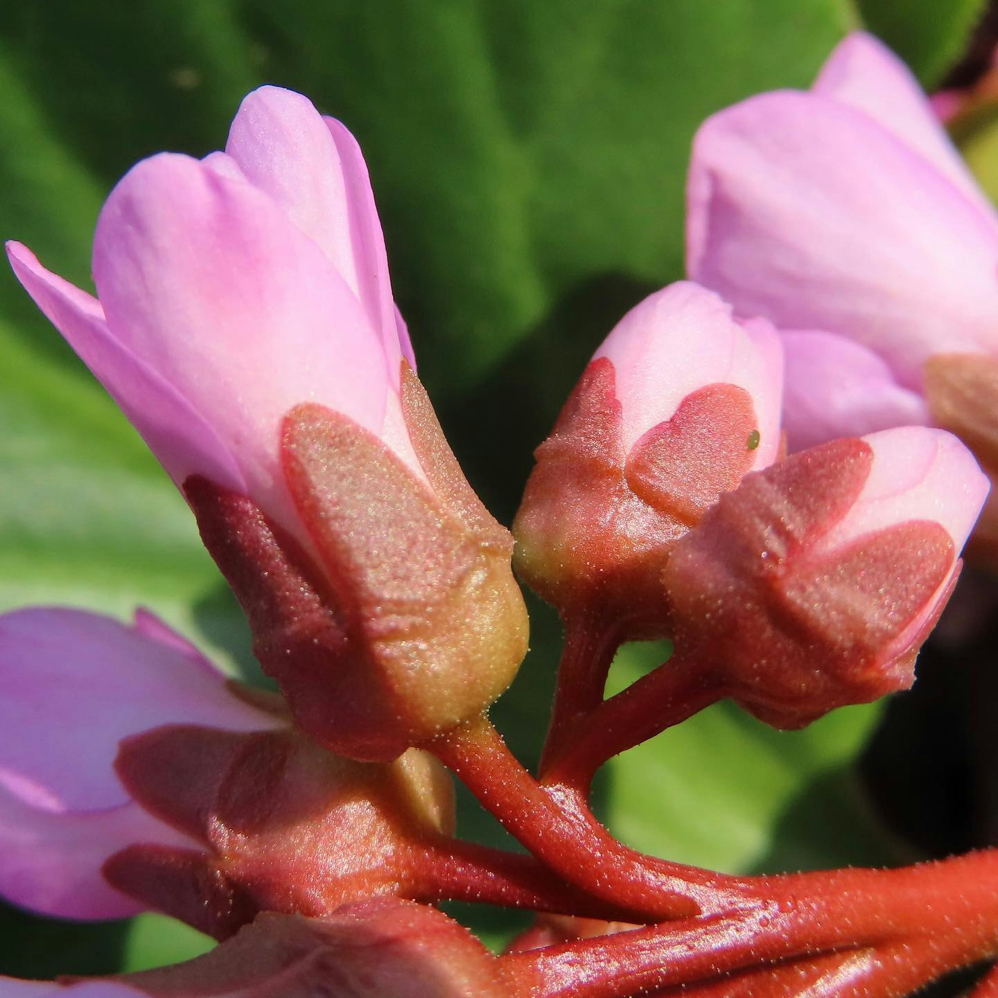 Makroaufnahme überlappender rosa Blütenblätter