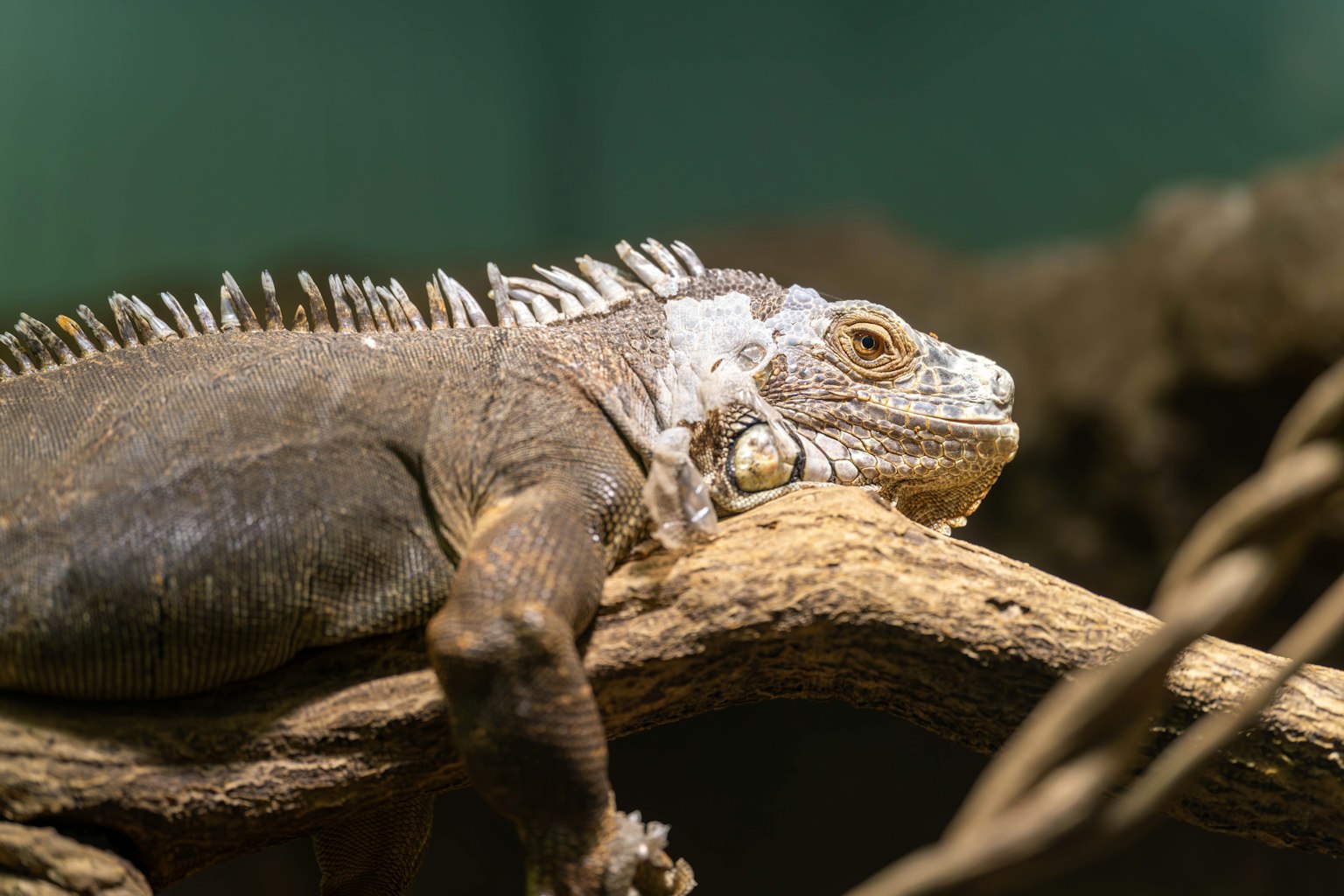 Close-up iguana beristirahat di atas cabang