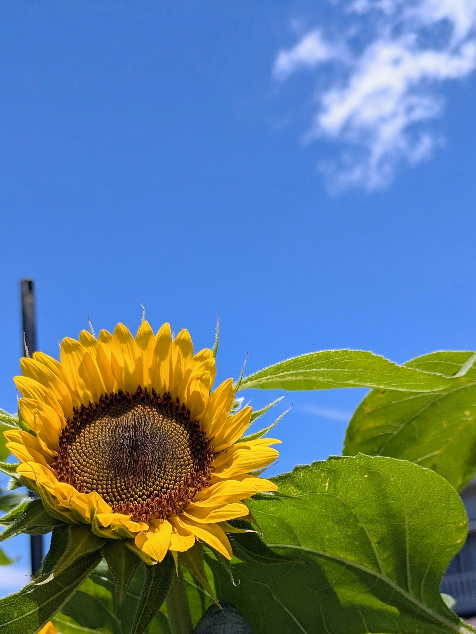 푸른 하늘 아래 피어나는 생생한 해바라기