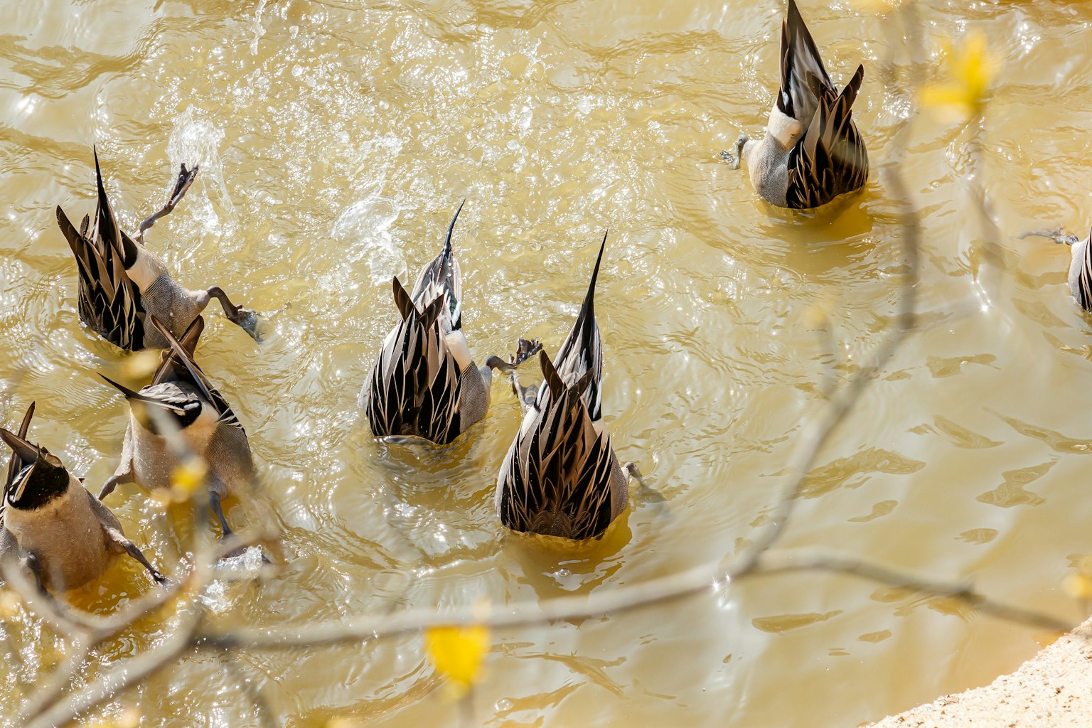 Eine Gruppe Enten, die im schlammigen Wasser nach Nahrung sucht