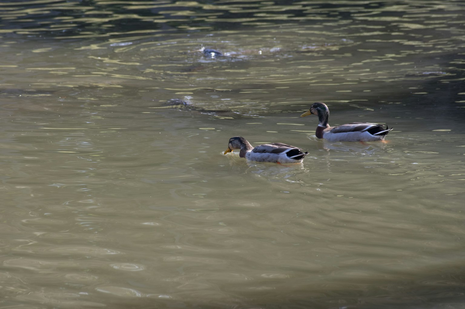 Two mallards swimming on the water surface