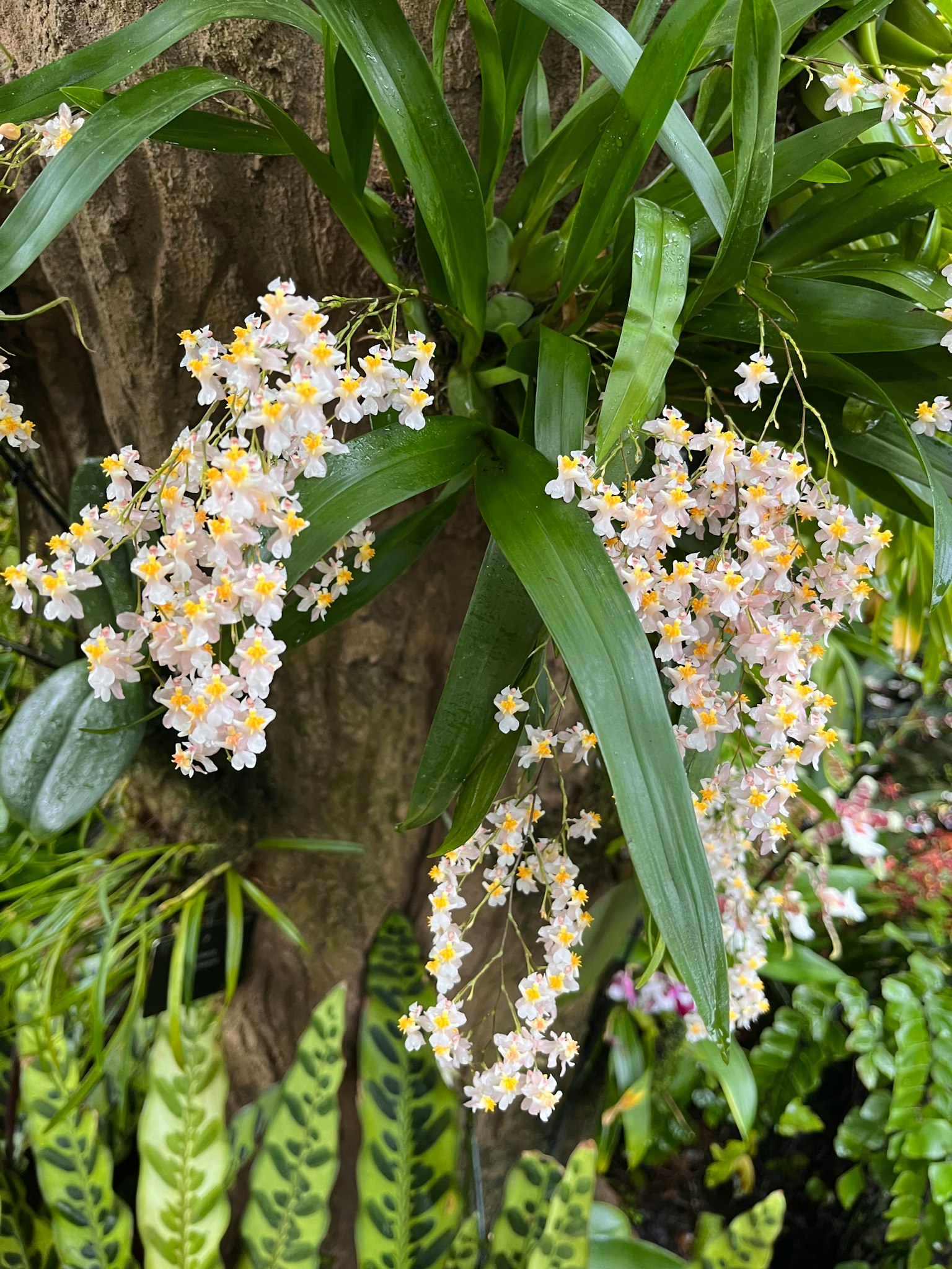 Cluster of small pale flowers on green leaves near a tree trunk